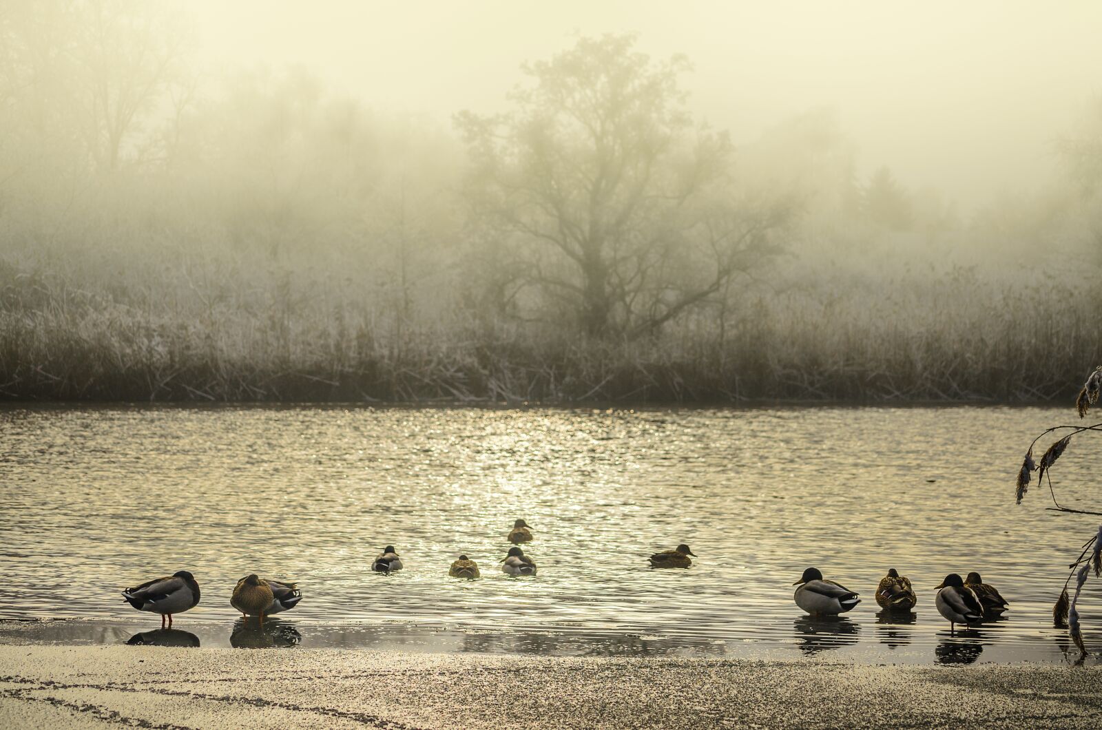 Nikon D5100 sample photo. Duck, water, landscape photography