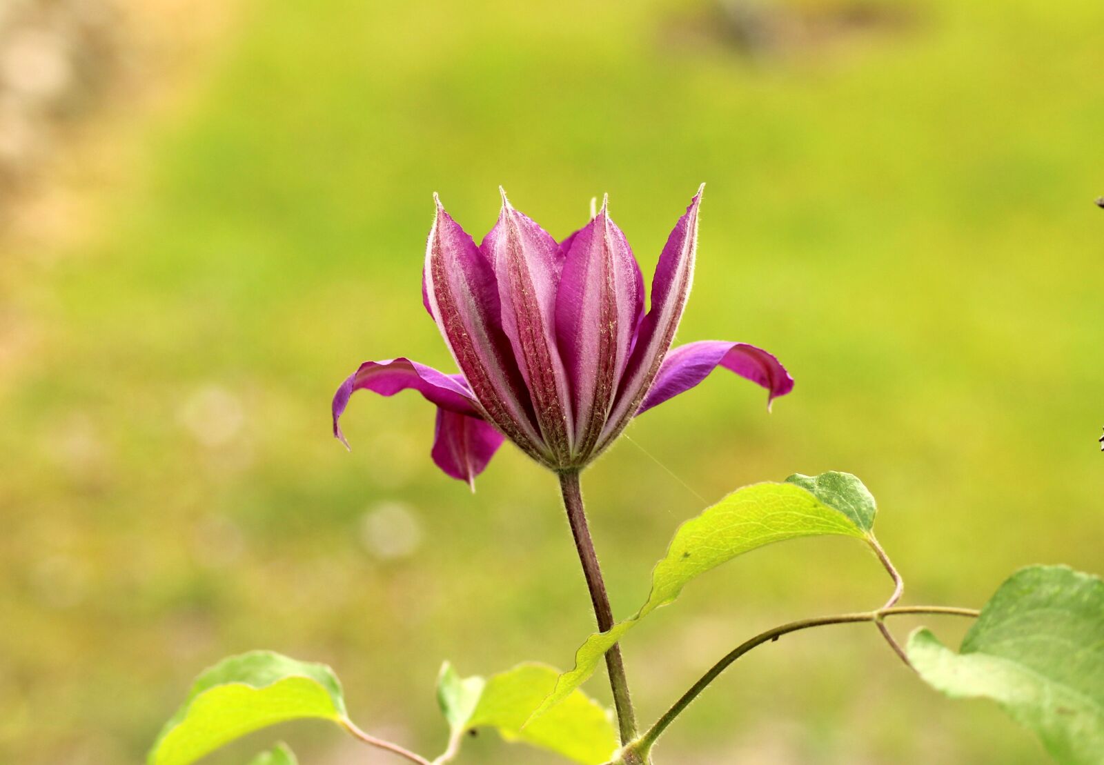 Canon EOS 1200D (EOS Rebel T5 / EOS Kiss X70 / EOS Hi) sample photo. Clematis, boost, purple flower photography