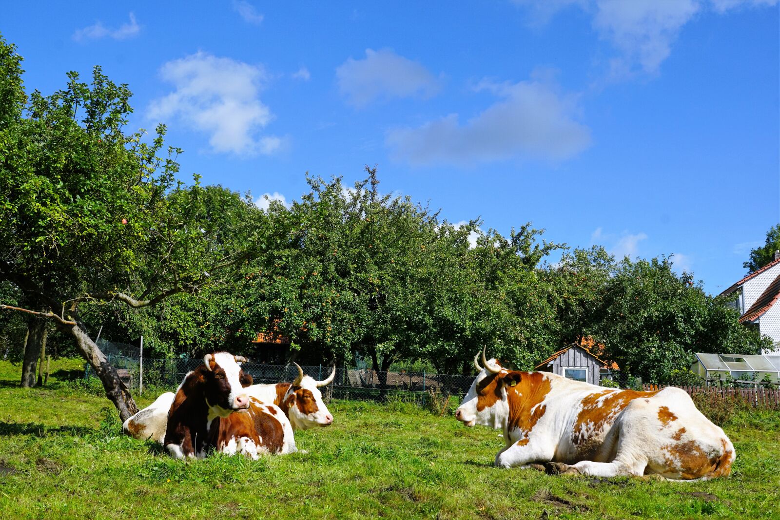Sony ILCA-77M2 + Sony DT 16-50mm F2.8 SSM sample photo. Cow, pasture, field photography