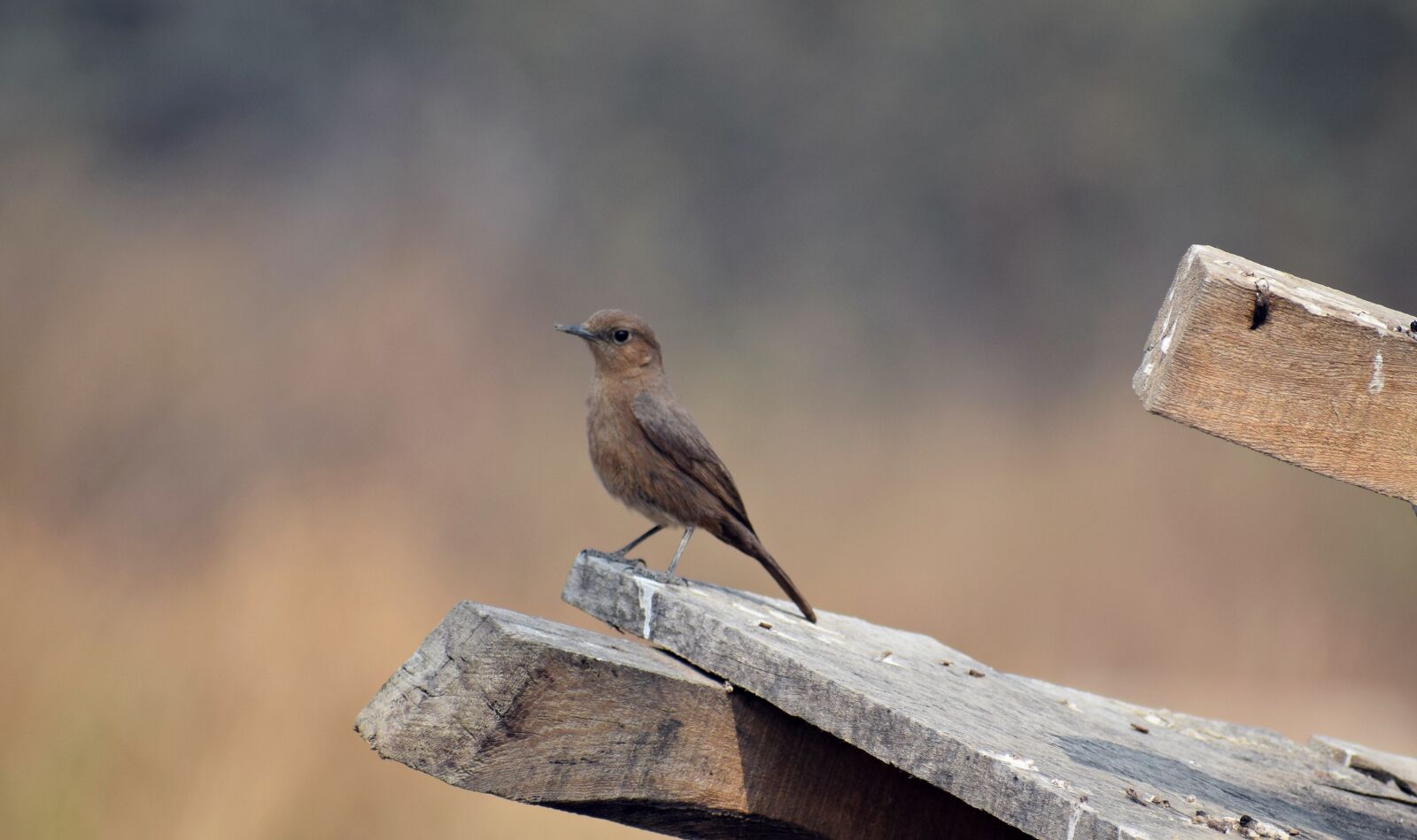 Nikon D3300 sample photo. Small, bird, sitting photography