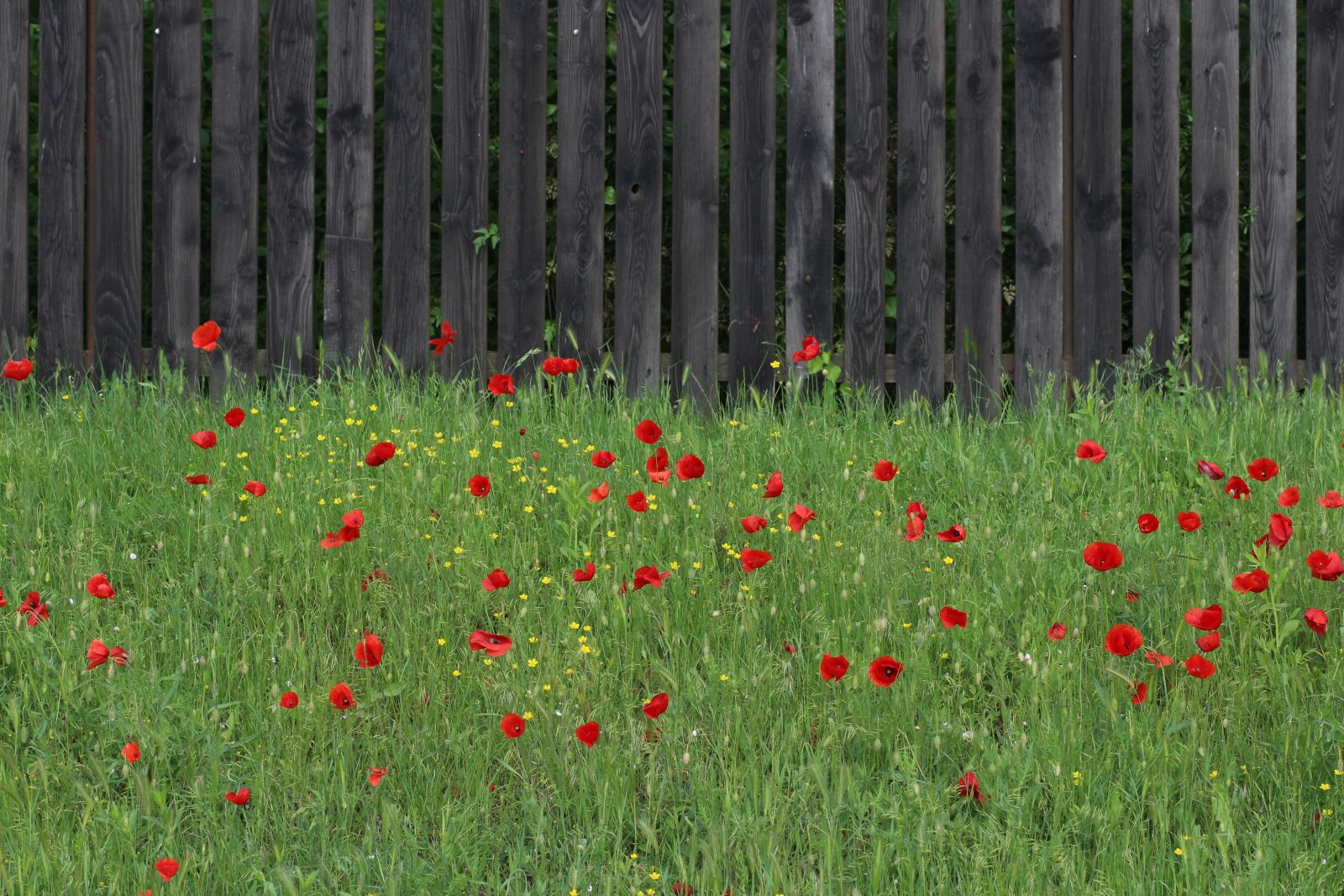 Canon EF 85mm F1.8 USM sample photo. Poppies, fence, red photography