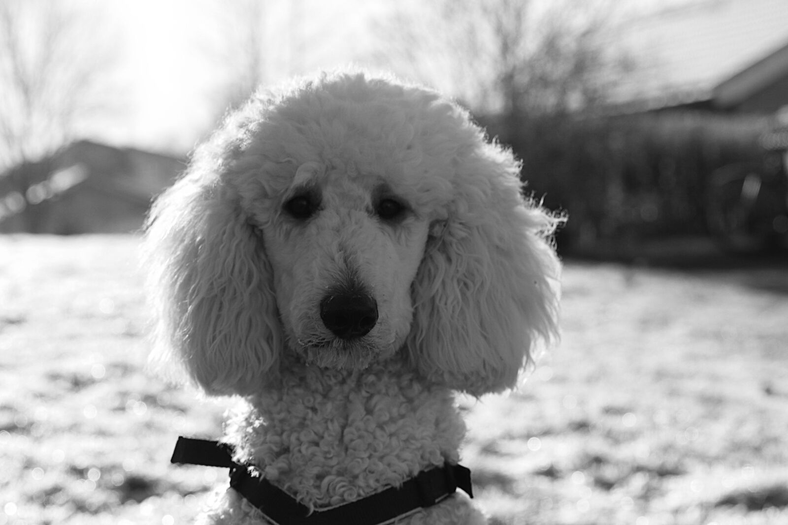 Canon EOS 7D Mark II + Canon EF 24-70mm F2.8L II USM sample photo. Dog, poodle, white photography