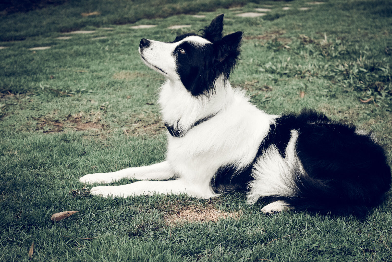Nikon D3300 sample photo. Black, and, white, dog photography