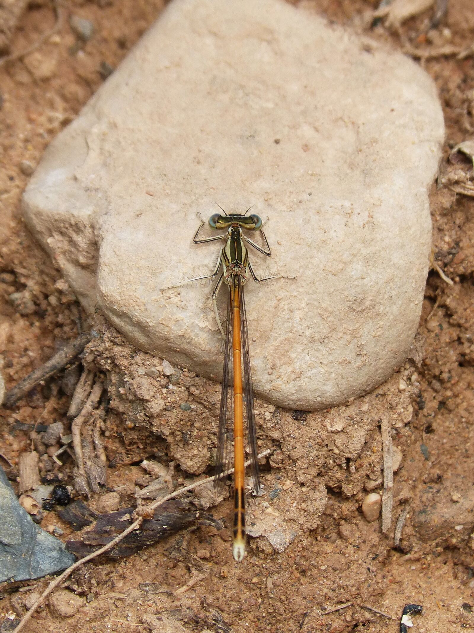 Panasonic DMC-FZ62 sample photo. Dragonfly, damselfly, platycnemis acutipennis photography