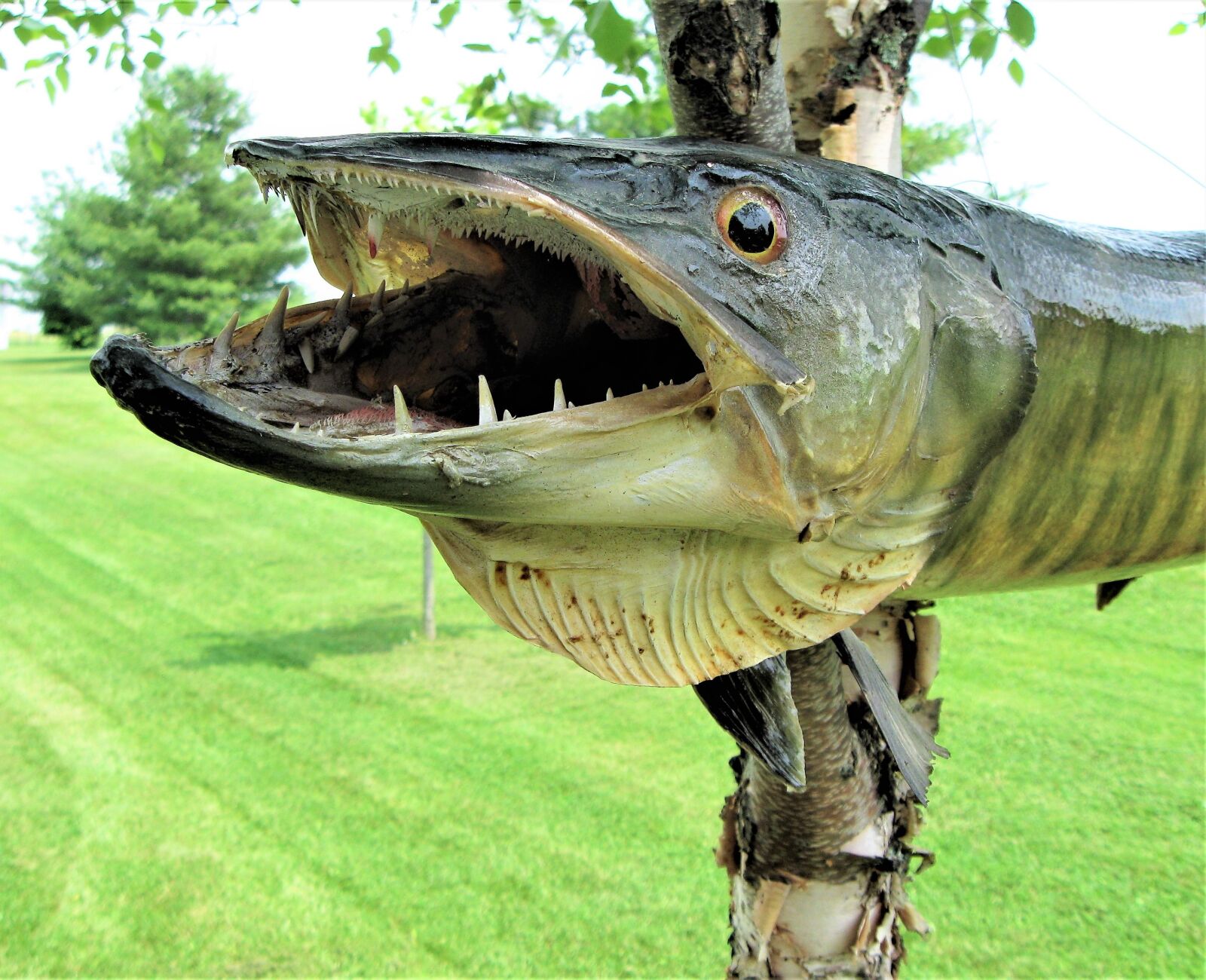 Canon PowerShot A590 IS sample photo. Muskellunge, muskie, unusual photography