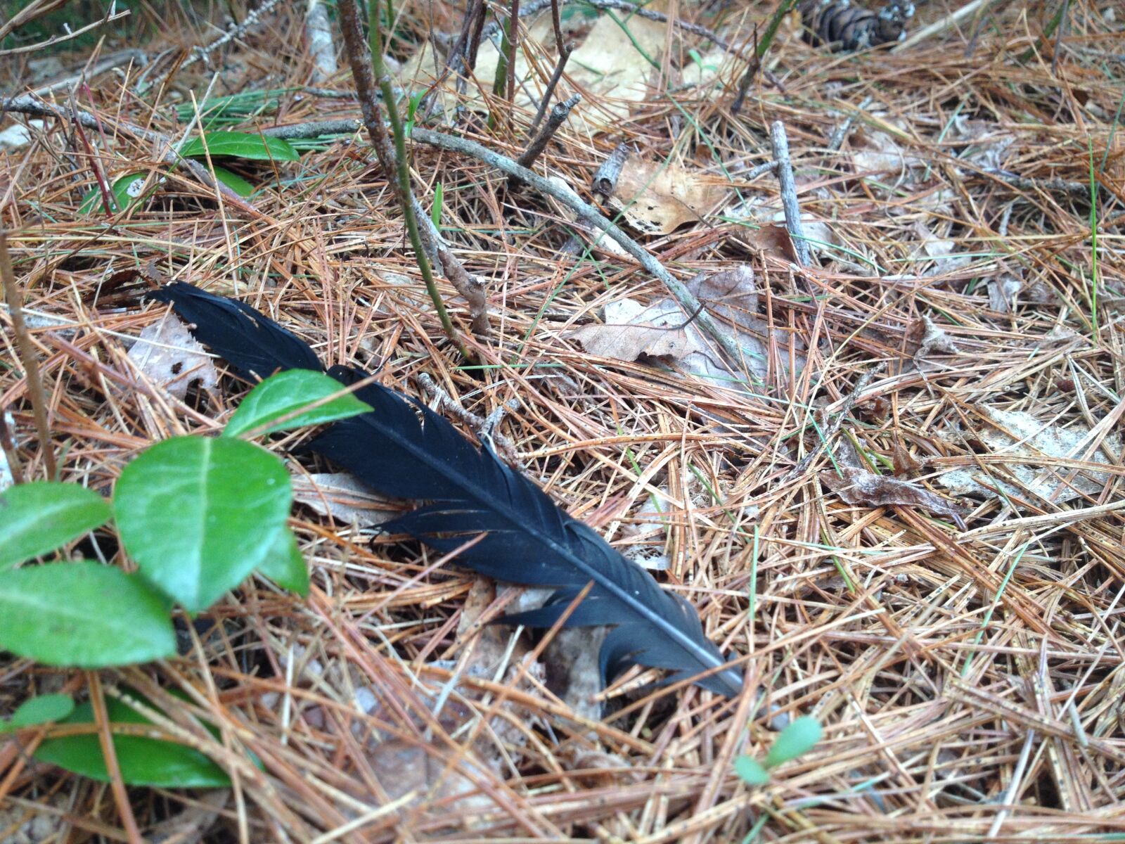 iPhone 4S back camera 4.28mm f/2.4 sample photo. Feather, leaves, nature, pine photography