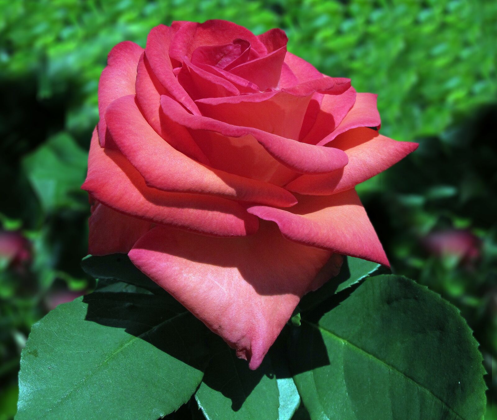 Canon PowerShot G12 sample photo. Baccara rose, rose, floribunda photography