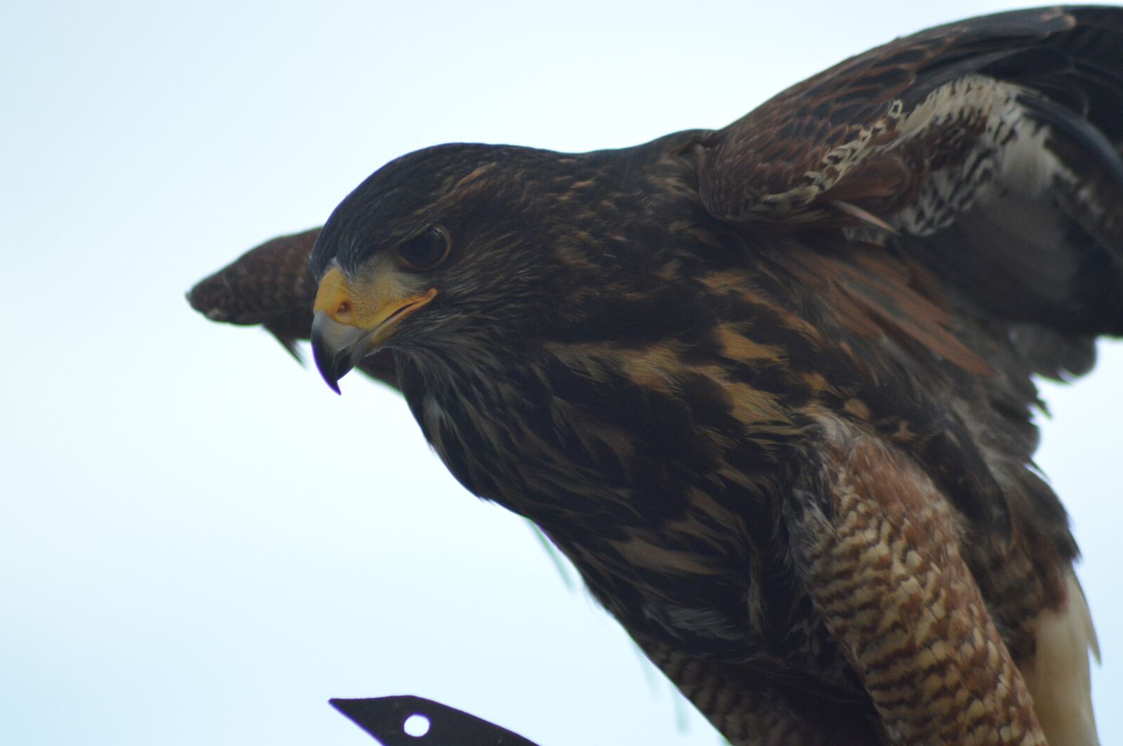 Nikon D3200 sample photo. Bird, eagle, nature photography
