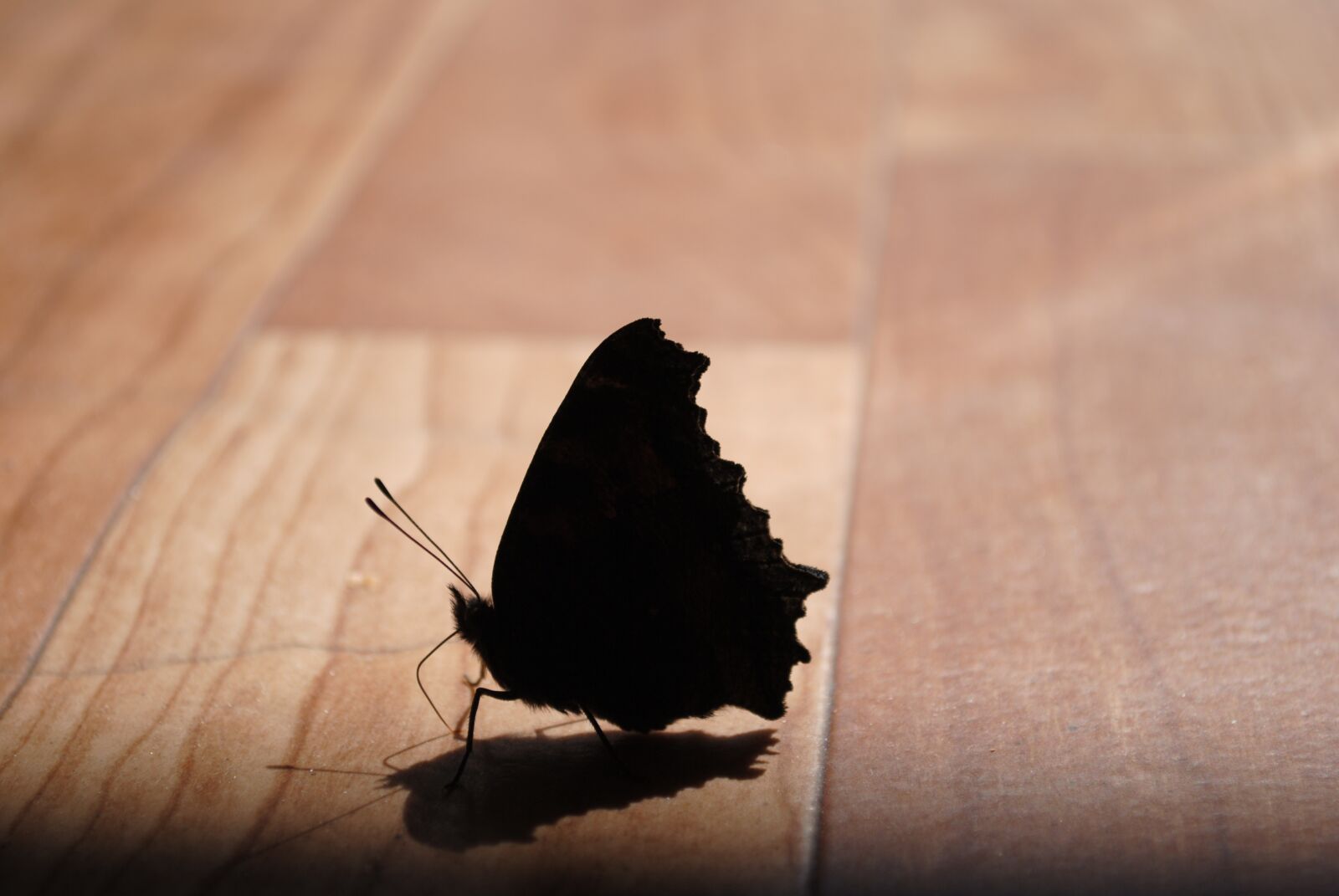 Nikon D3000 sample photo. Butterfly, silhouette, insect photography
