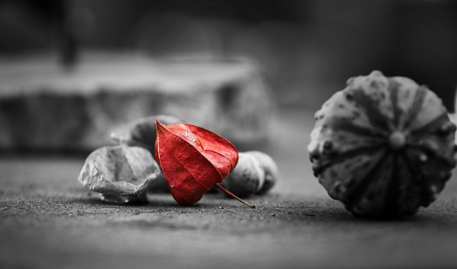 Canon EOS 80D sample photo. Physalis, pericarp, nature photography