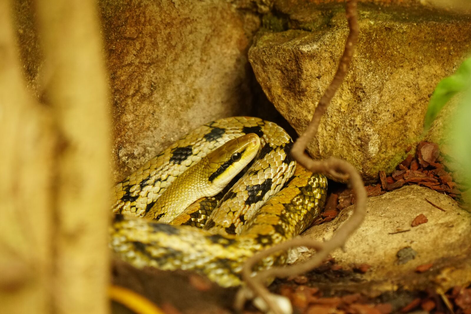 Sony a6300 + Sony Vario-Tessar T* E 16-70mm F4 ZA OSS sample photo. Snake, reptile, animal photography