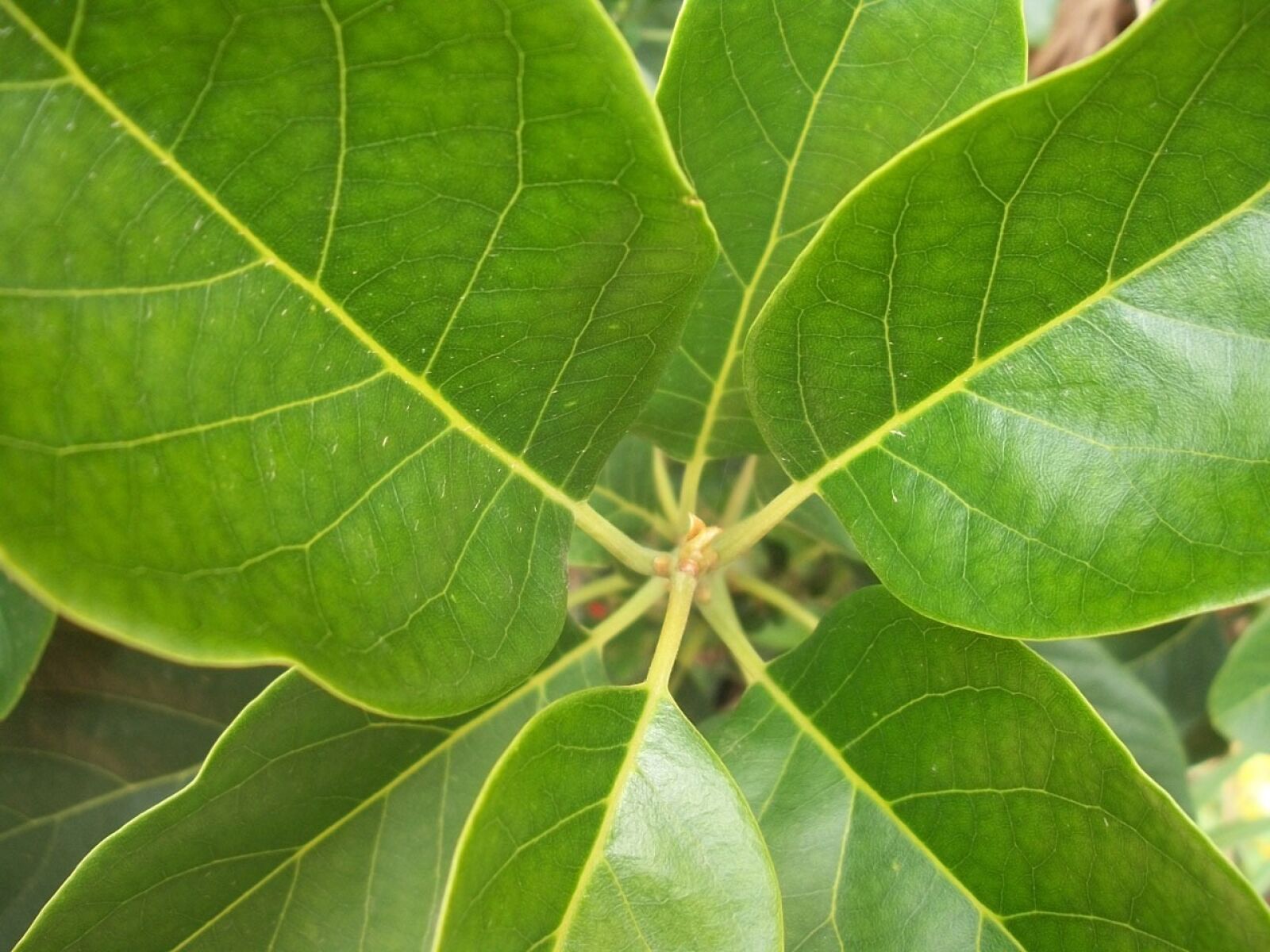 Kodak EASYSHARE M340 DIGITAL CAMERA sample photo. Leaves, green, plant photography