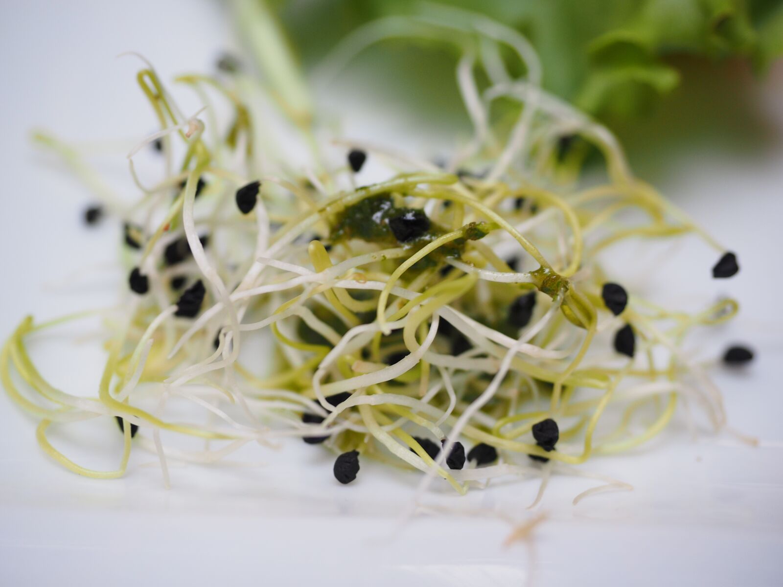Olympus OM-D E-M1 + Olympus M.Zuiko Digital ED 12-40mm F2.8 Pro sample photo. Alfalfa sprouts, seedlings, sprout photography