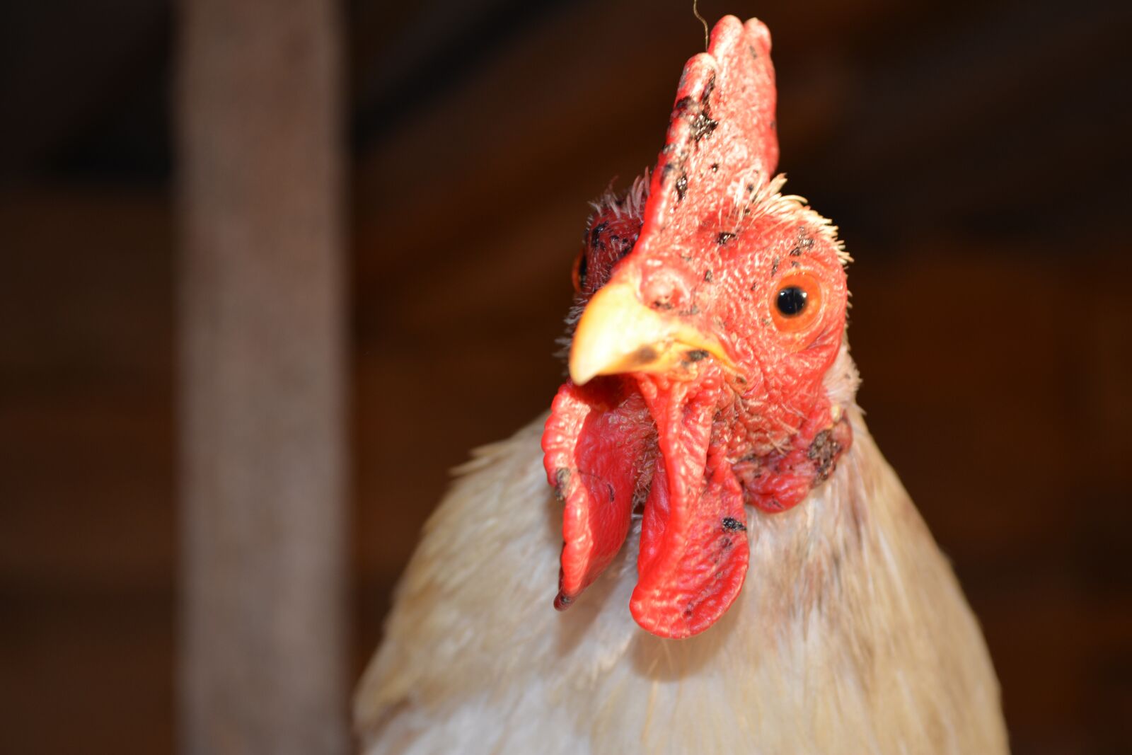 Nikon D5200 sample photo. Gaina, ridge, beak photography
