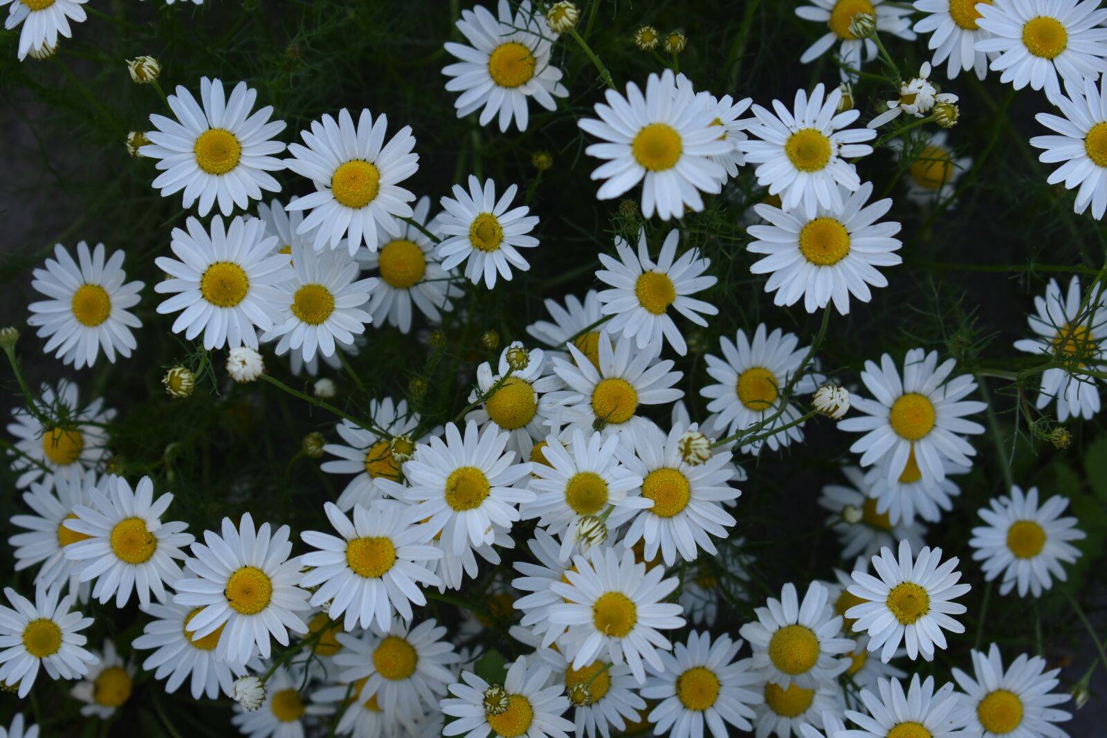 Nikon D3400 sample photo. Daisy, drug, chamomile photography