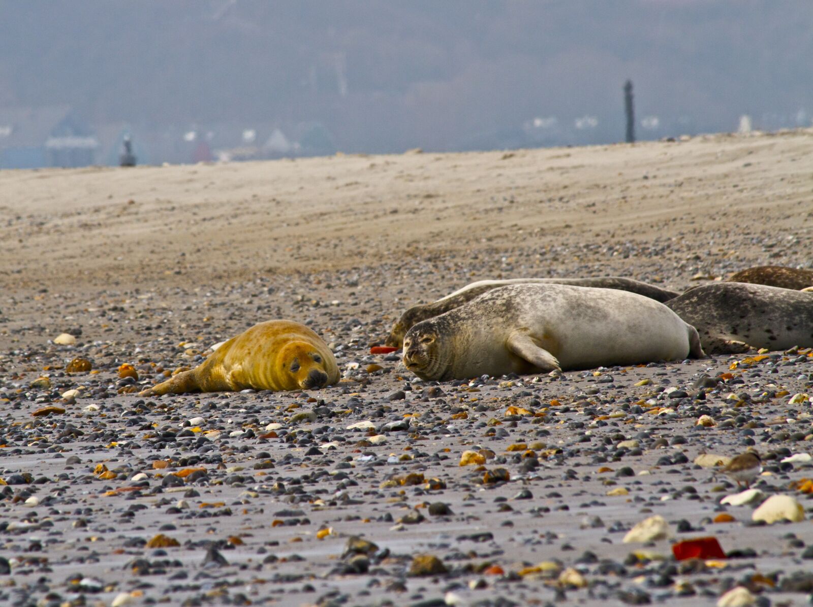 Canon EOS 7D sample photo. Seal, bull, grey photography