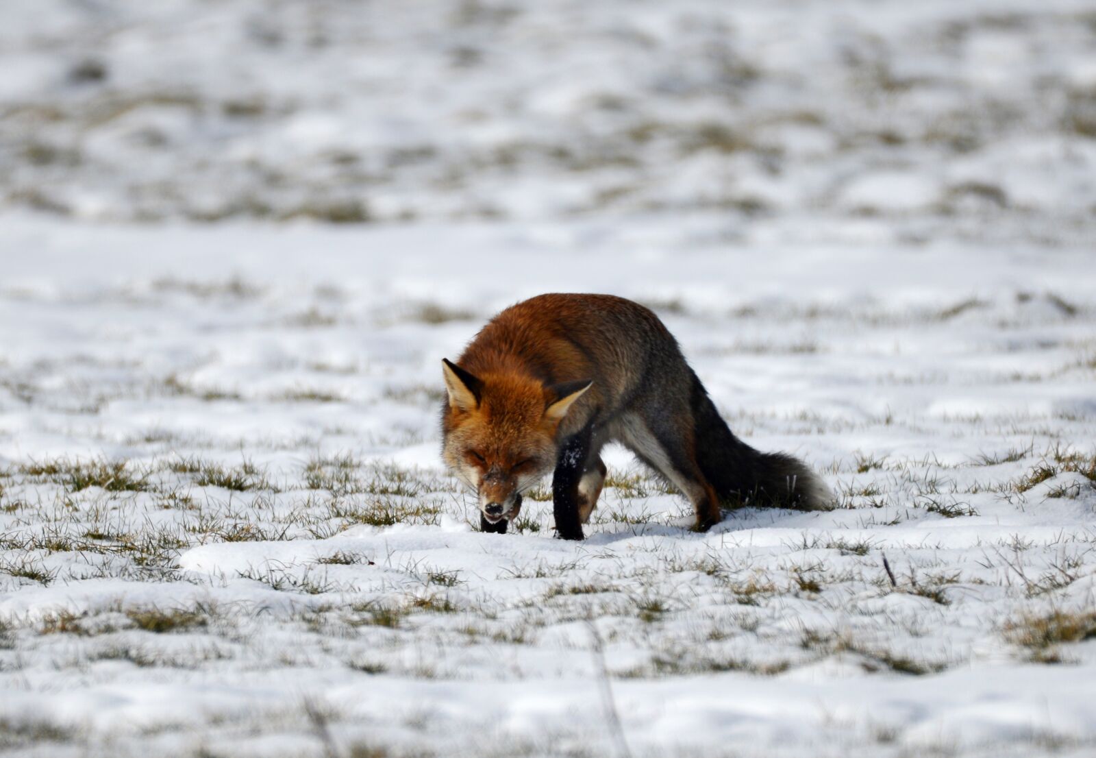 Nikon D600 sample photo. Fox, predator, wild photography