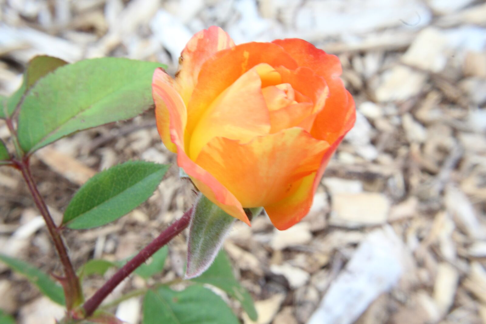 Canon EOS 1300D (EOS Rebel T6 / EOS Kiss X80) sample photo. Flower, rose, orange photography