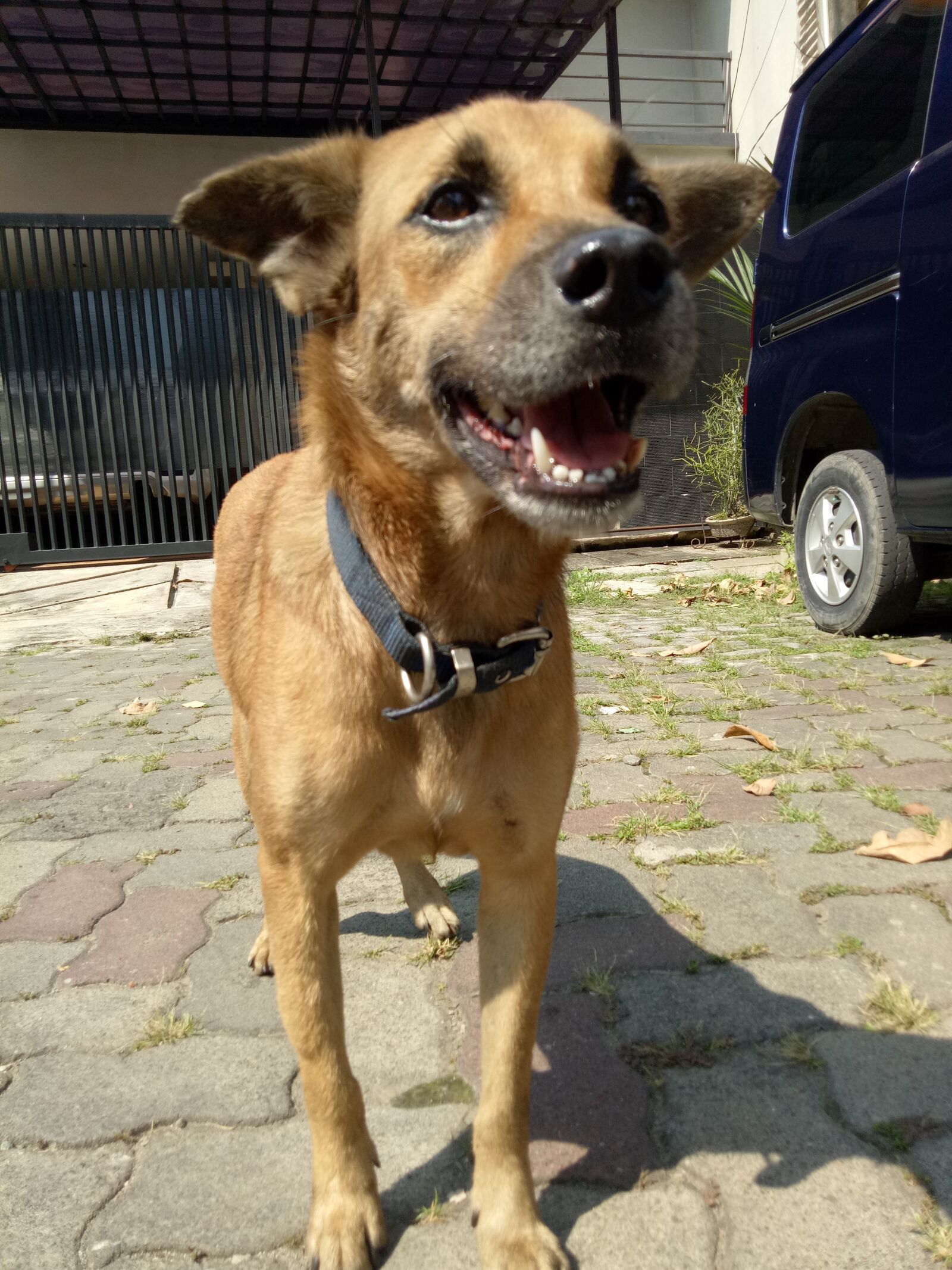 OPPO A1601 sample photo