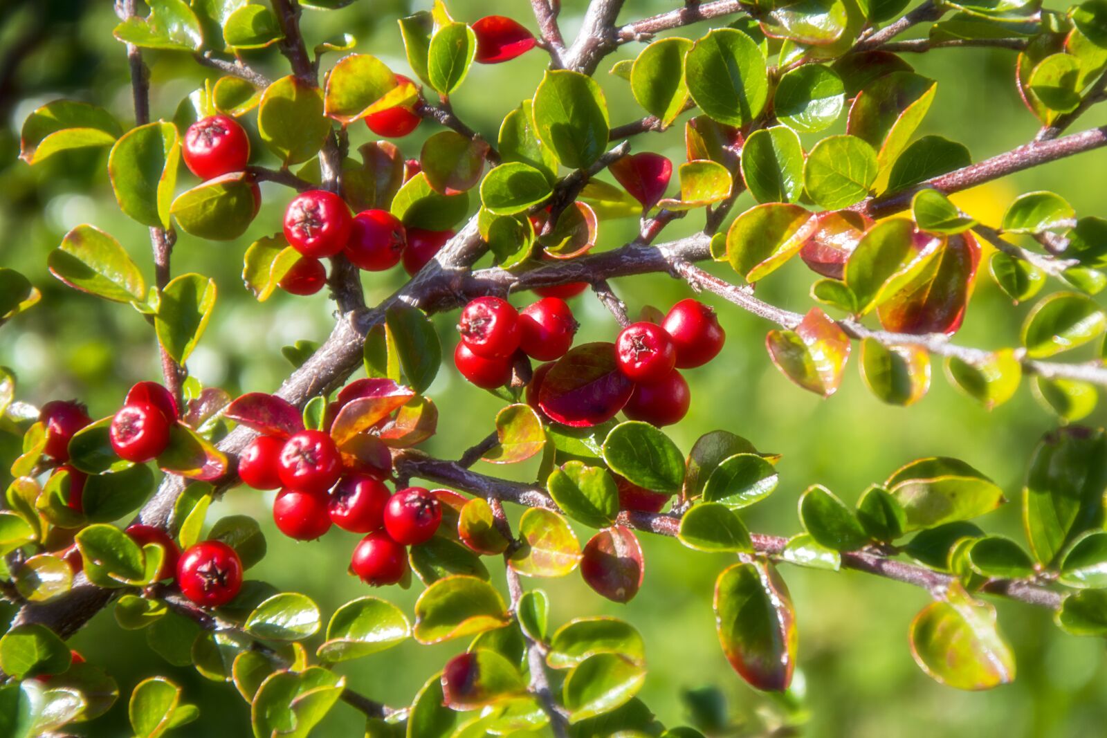 Nikon D5200 sample photo. Nature, garden, close up photography