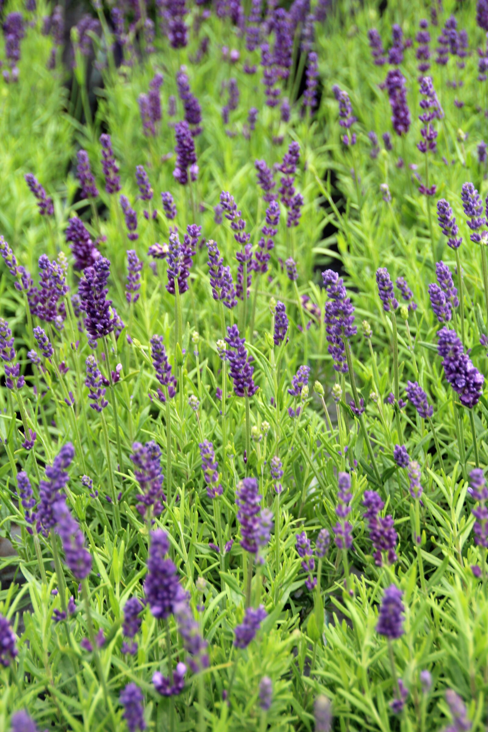 Canon EOS 600D (Rebel EOS T3i / EOS Kiss X5) sample photo. Lavender, fragrance, lavender plant photography