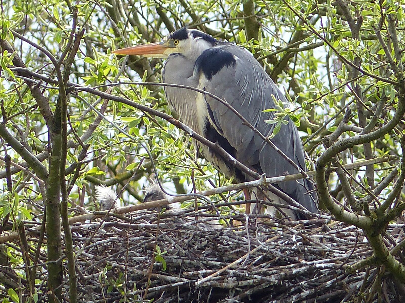Panasonic Lumix DMC-FZ200 sample photo. Grey heron, heron, bird's photography
