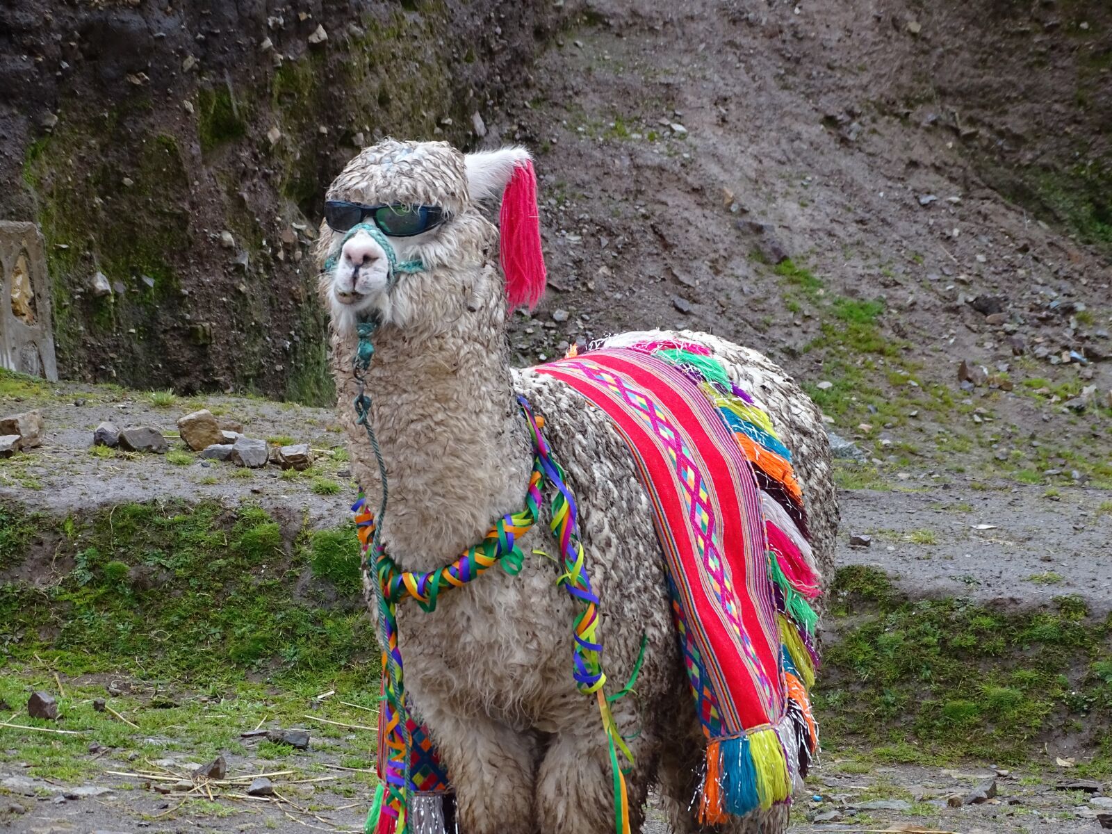 Sony Cyber-shot DSC-HX350 sample photo. Peru, alpaca, animal photography