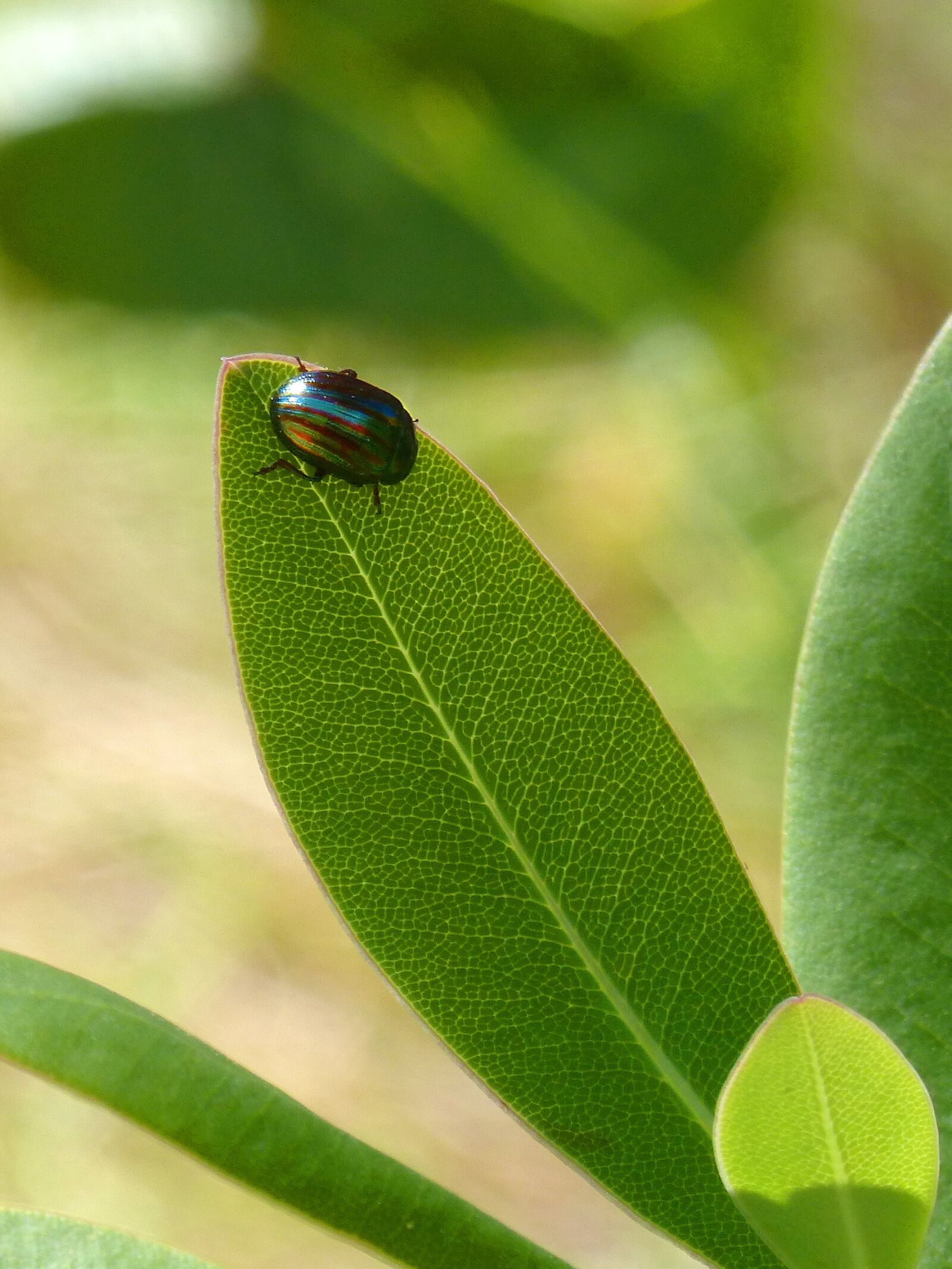 Panasonic DMC-FZ62 sample photo. American chrysolina, chrysolina, golden photography