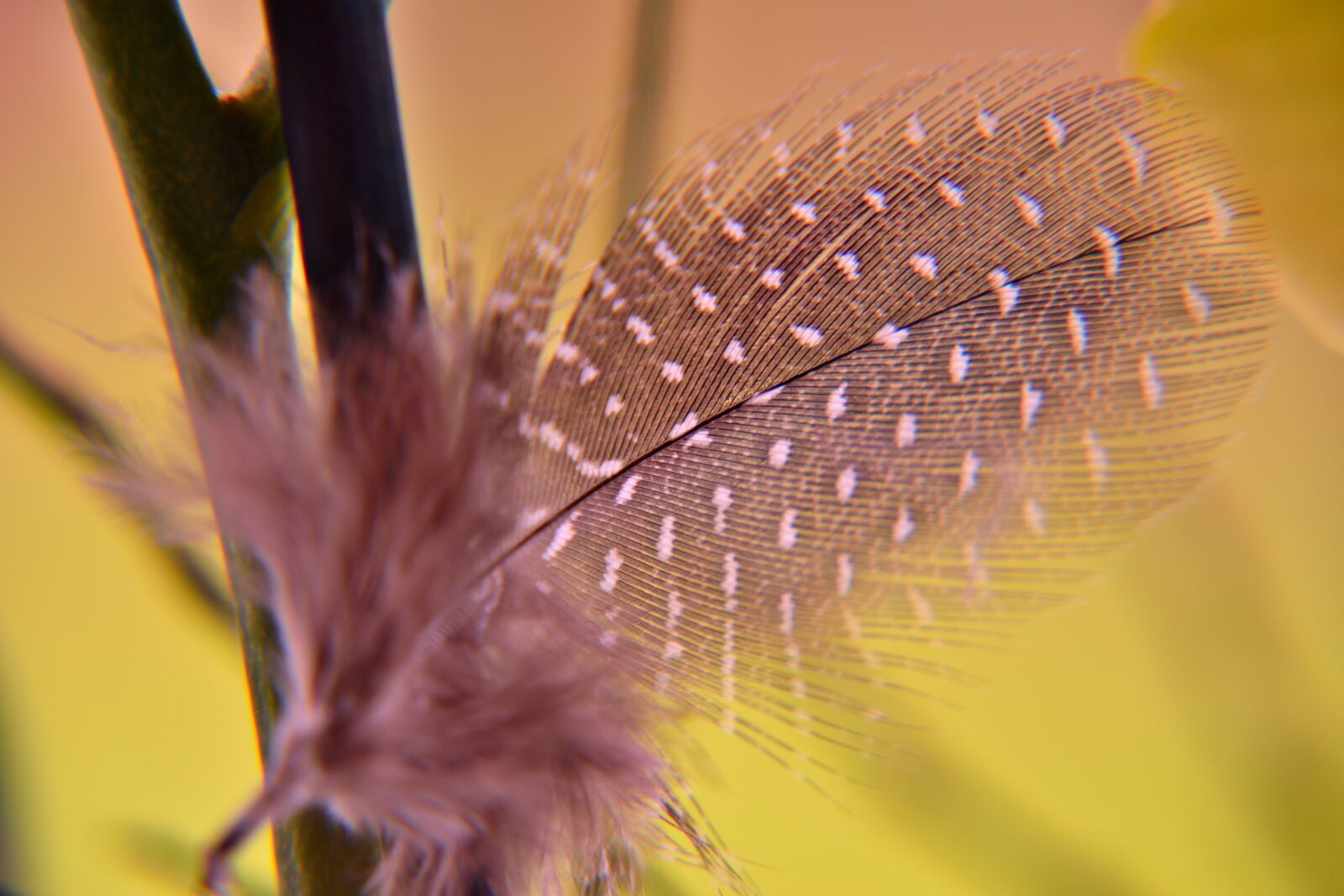 Nikon D5500 sample photo. Feather, nature, public record photography