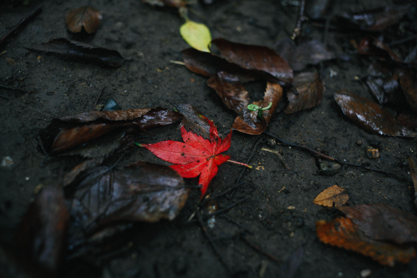 Canon EOS 5D Mark II + Canon EF 40mm F2.8 STM sample photo. Leaf, nature, red photography