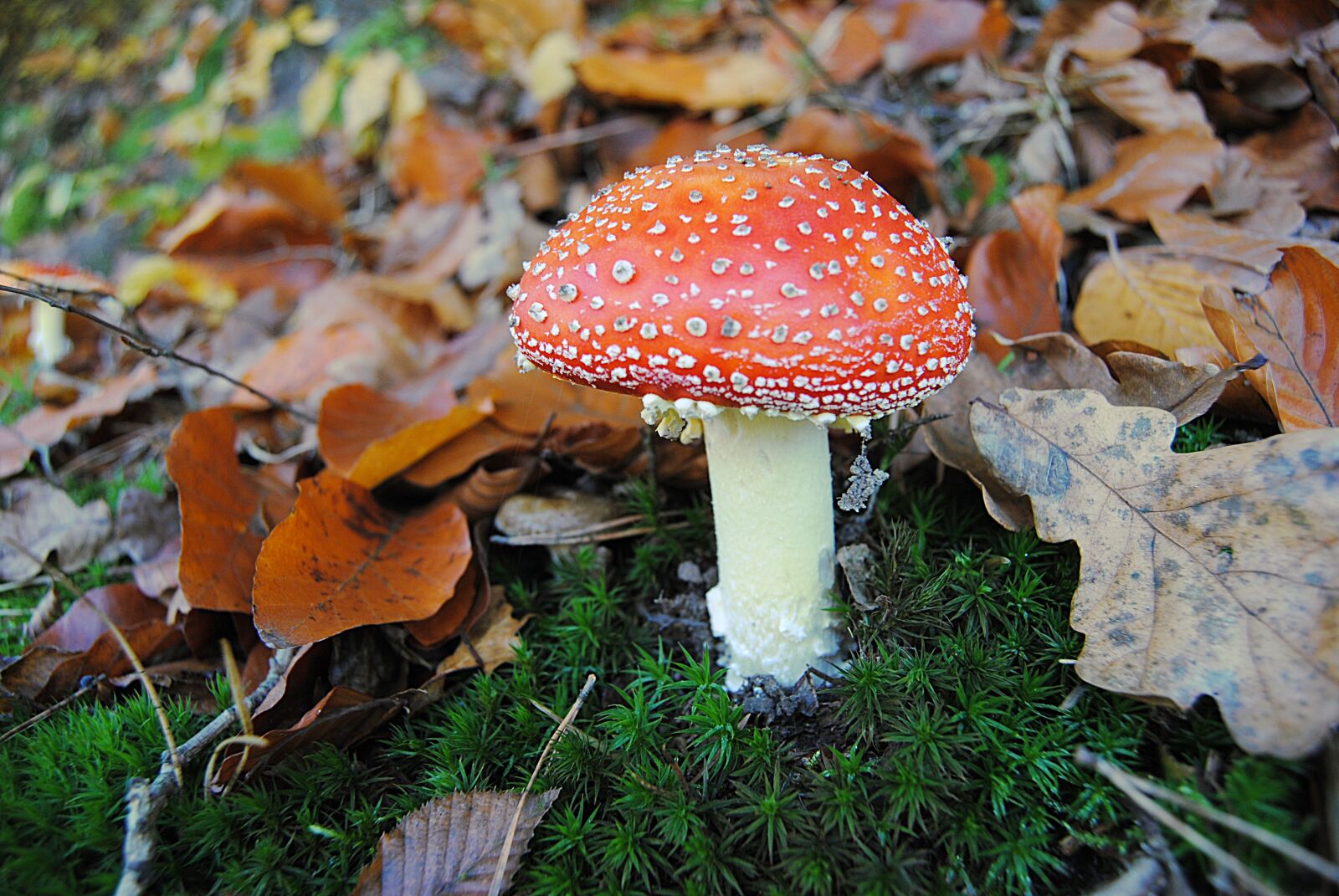 Nikon D3000 sample photo. Mushroom, red, leaves fall photography