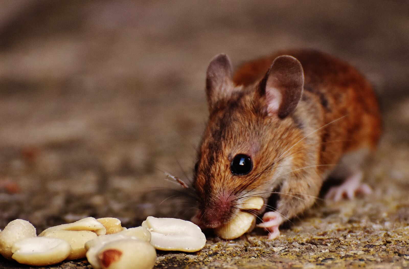 Nikon D7200 sample photo. Mouse, rodent, cute photography