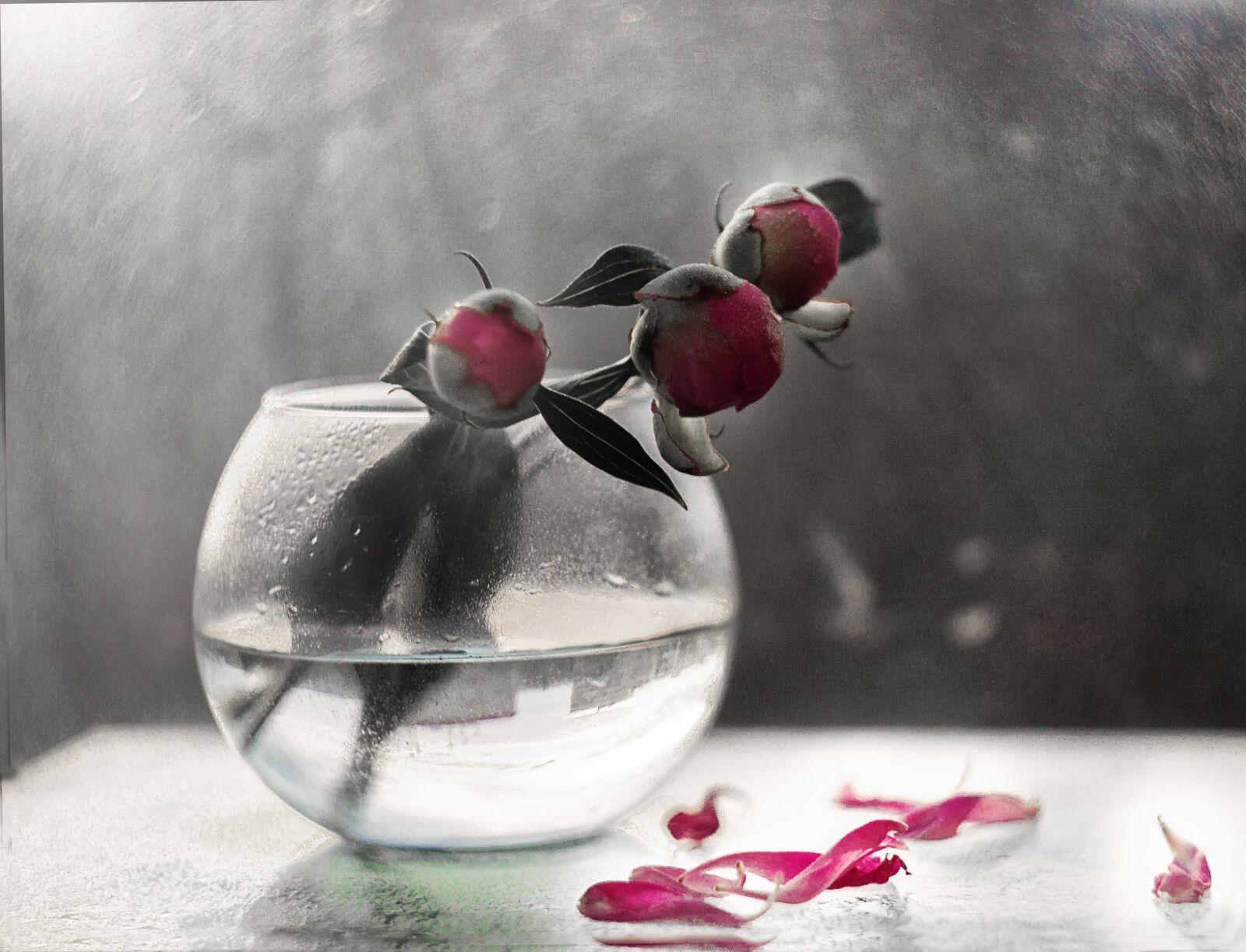 Canon EOS 1200D (EOS Rebel T5 / EOS Kiss X70 / EOS Hi) sample photo. Peony, light, glass photography