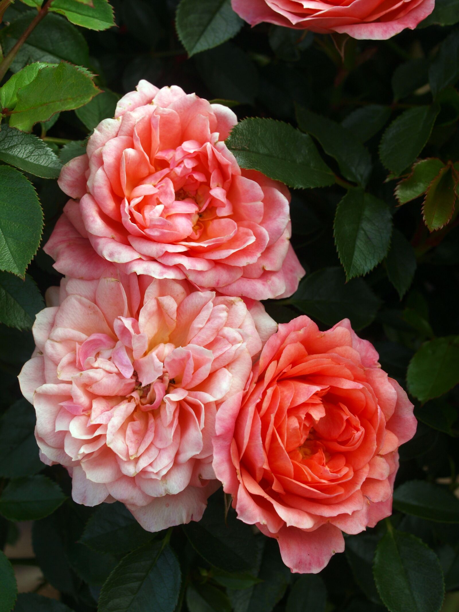 Olympus E-520 (EVOLT E-520) sample photo. Rose, flower, petal photography