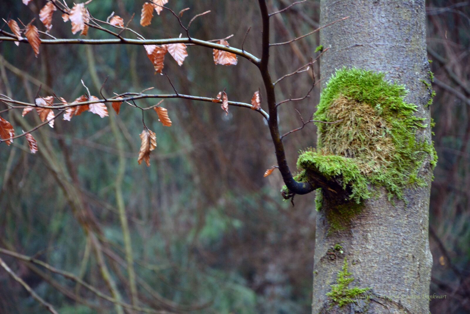 Nikon D5200 sample photo. Forest, mysticism, animal photography