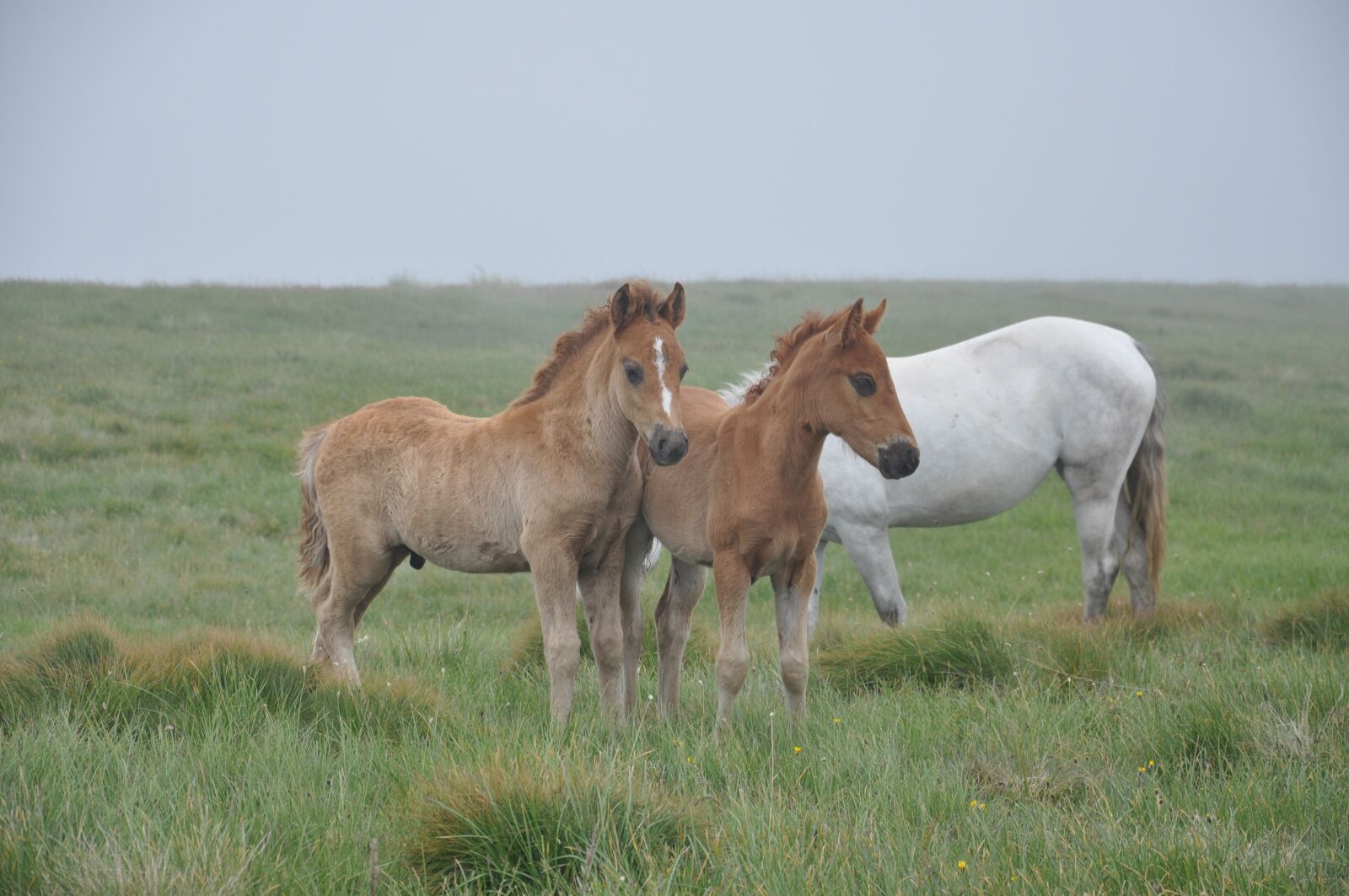 Nikon D90 sample photo. Horse, foal, he has photography