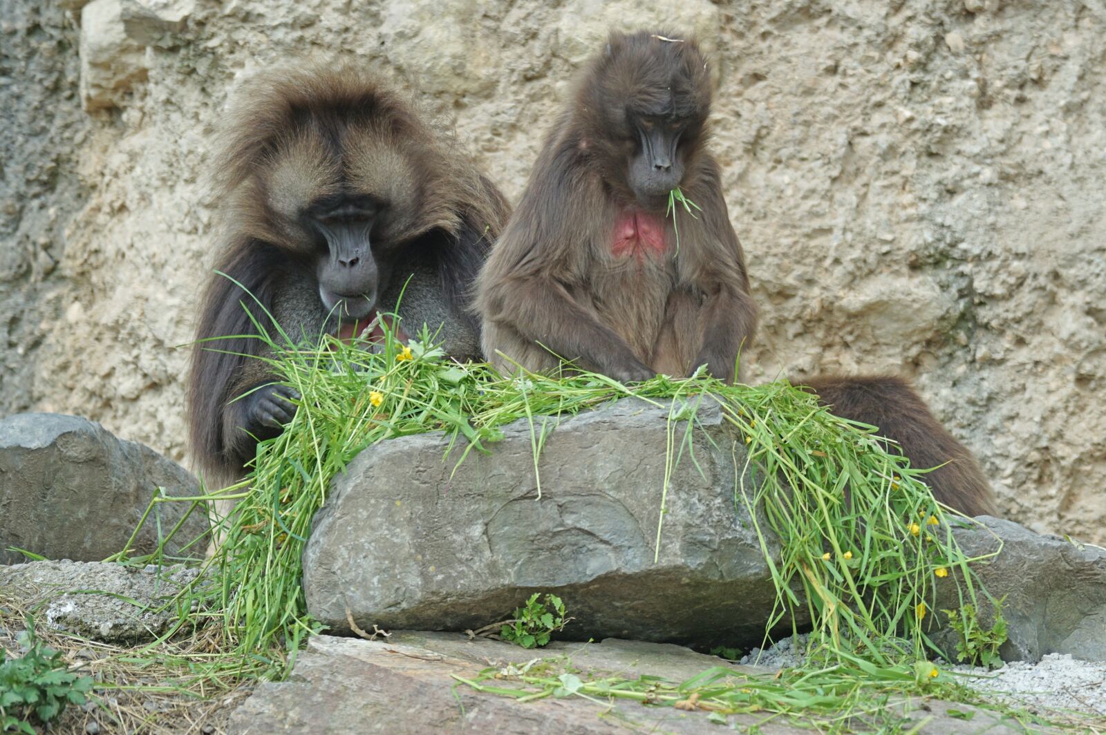 Sony ILCA-77M2 + Sony 70-400mm F4-5.6 G SSM sample photo. Dschelada, monkey, primates photography