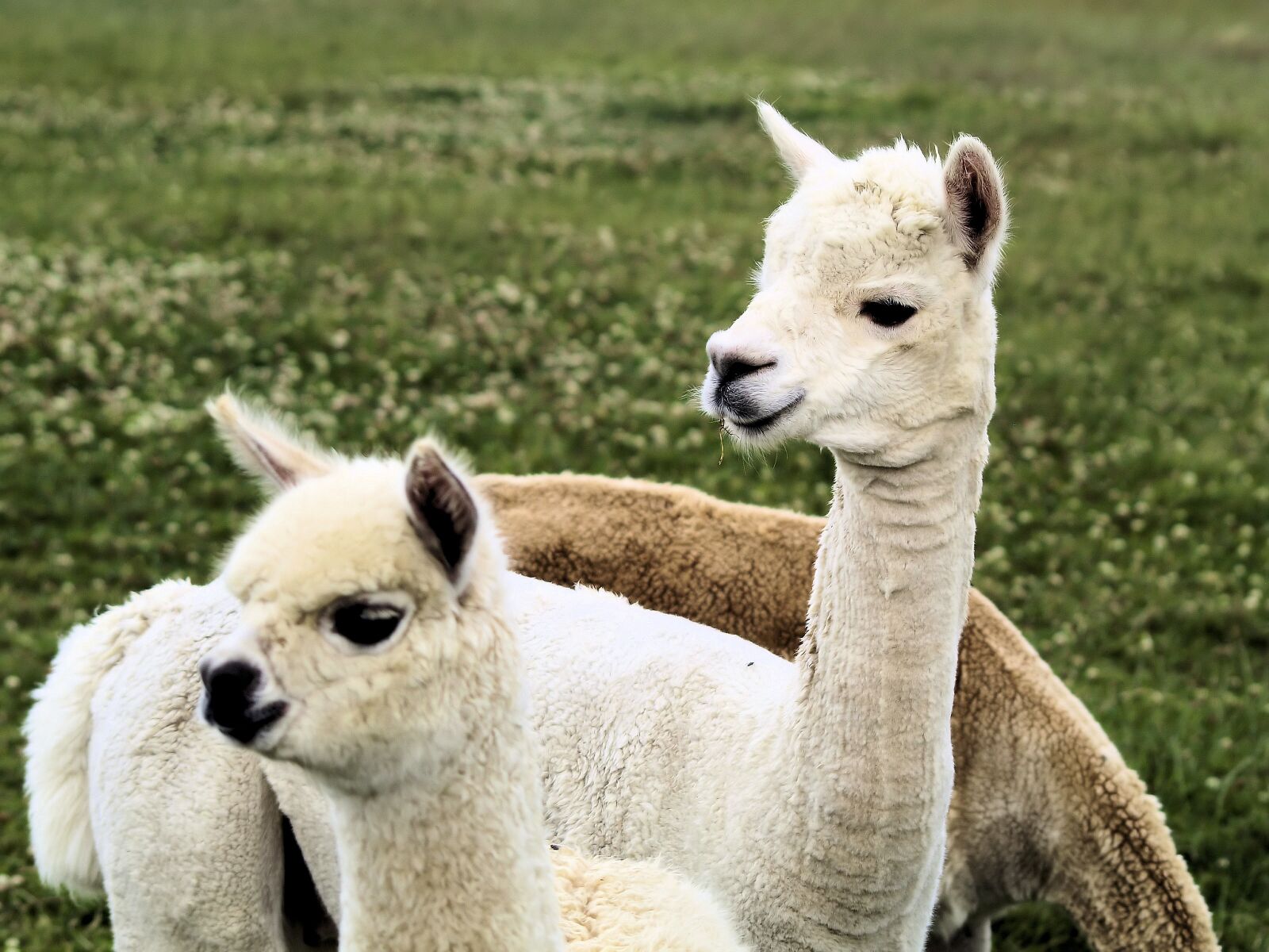 Olympus E-400 (EVOLT E-400) sample photo. Llamas, heads, white photography