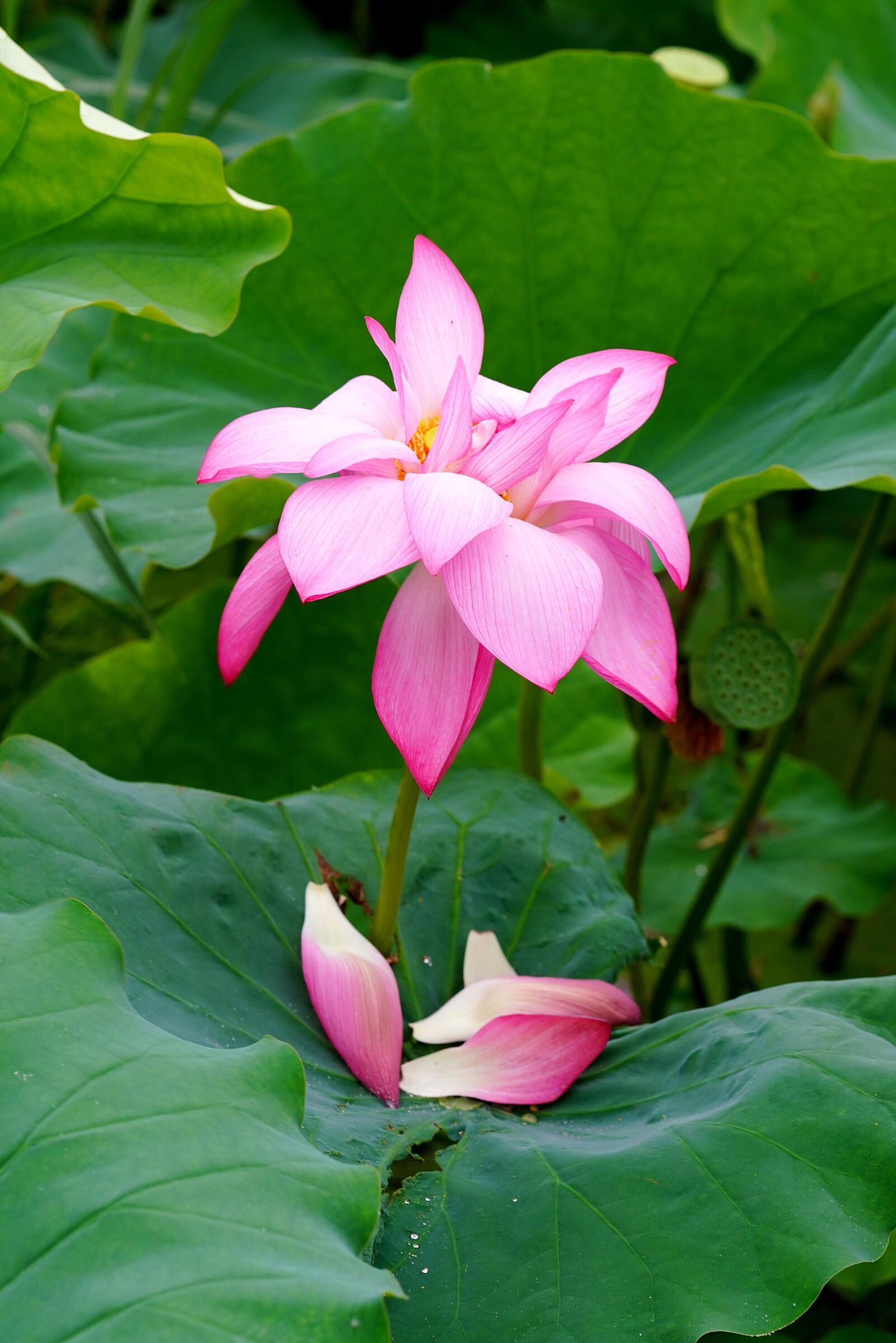 Sony a7R III + Sony FE 90mm F2.8 Macro G OSS sample photo. White flower, lotus flower photography