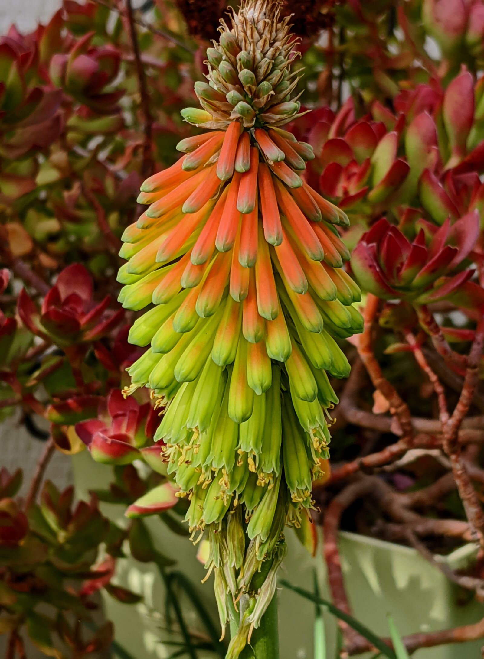 Google Pixel 3 XL sample photo. Flower, kniphofia, orange flower photography