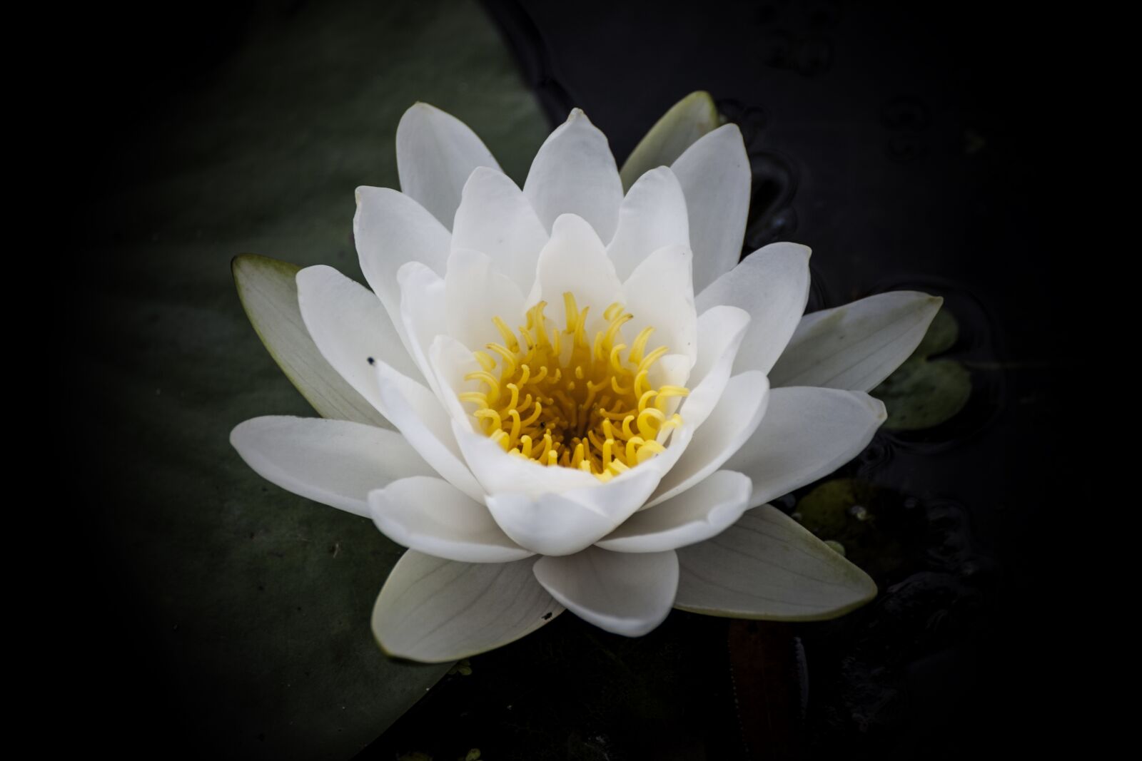Canon EOS 5D Mark II sample photo. Water lilies, flowers, plants photography