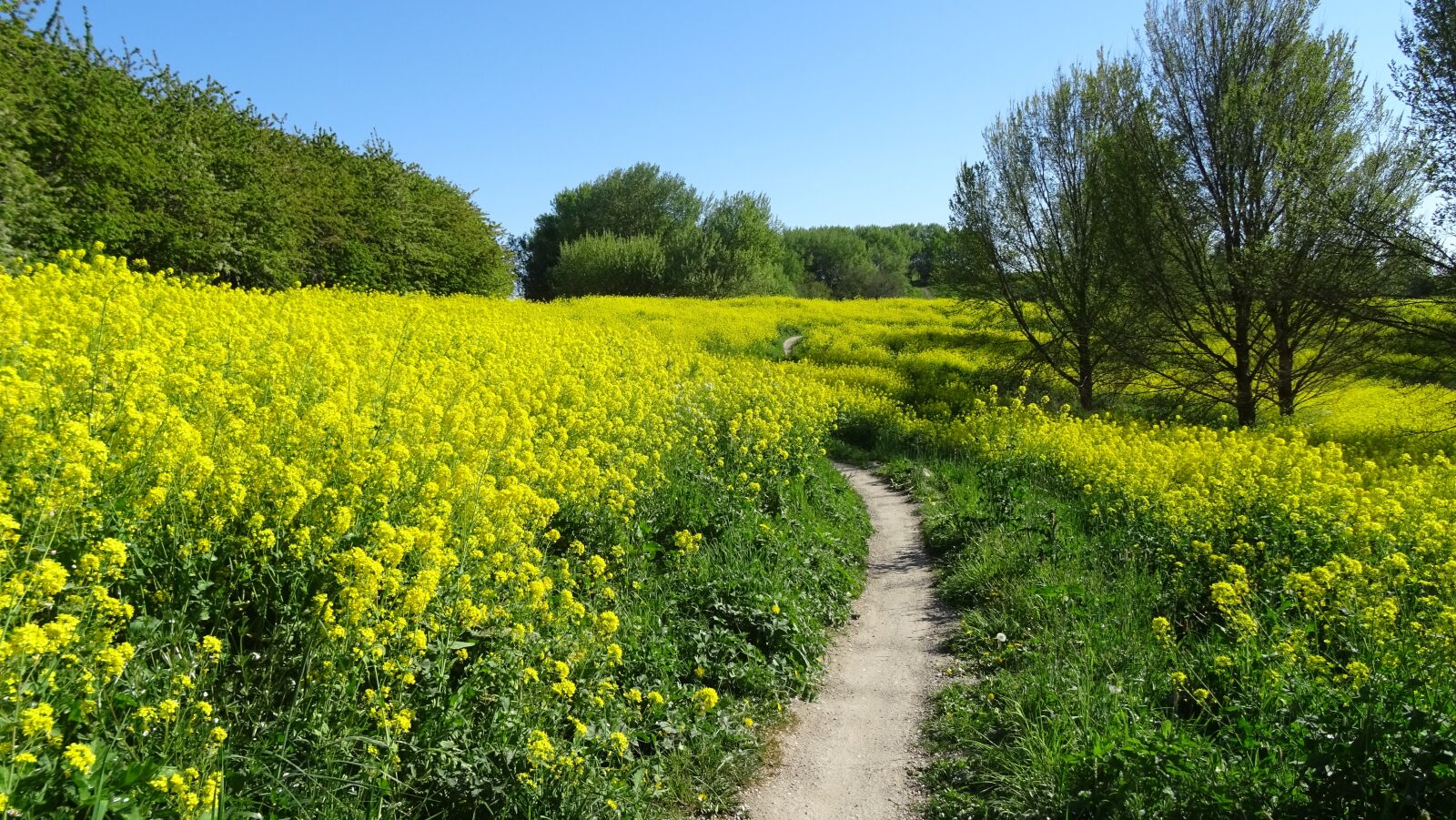 Sony DSC-HX60 sample photo. Meadow, way, landscape photography