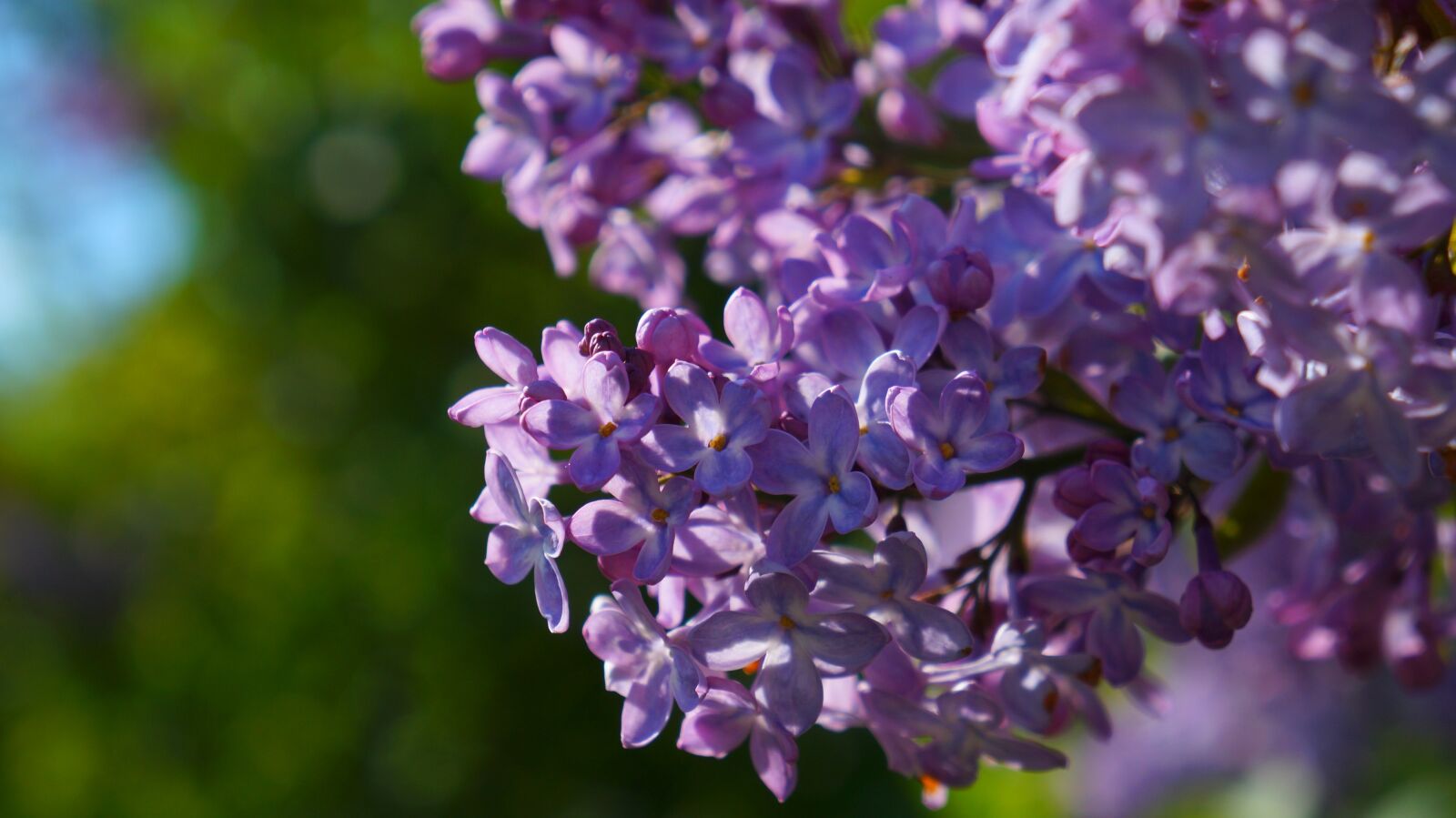 Sony Alpha a3000 + Sony E 18-55mm F3.5-5.6 OSS sample photo. Nature, plants, violet photography