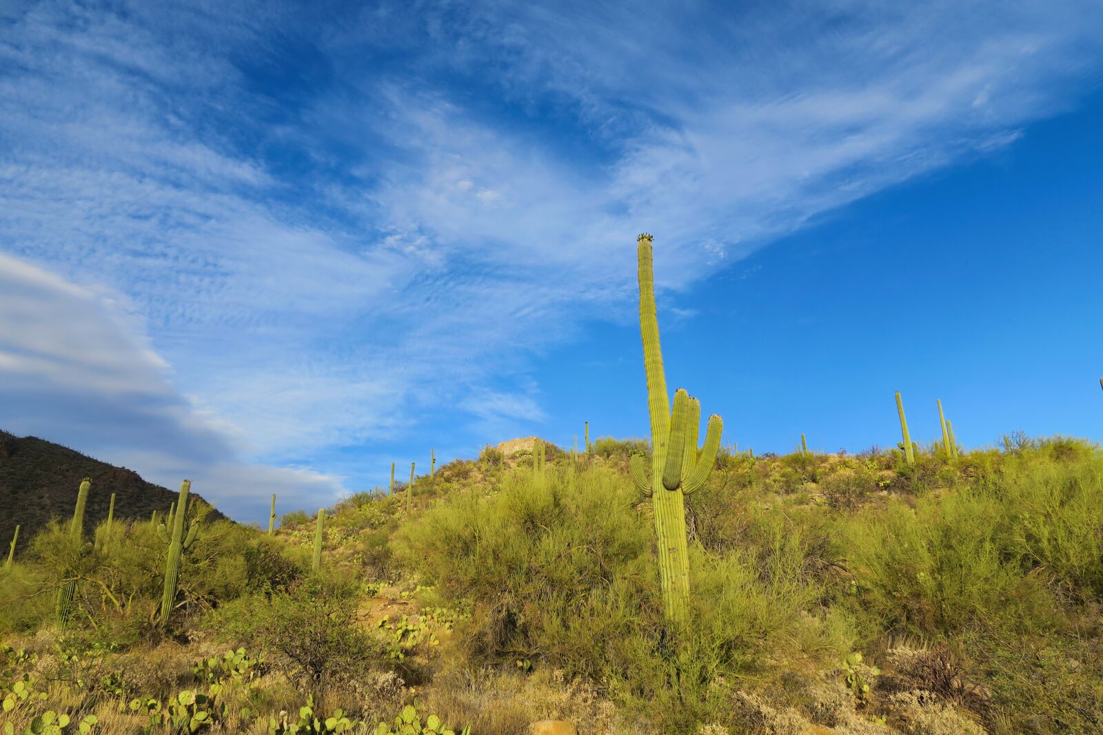 Canon PowerShot G5 X sample photo. Desert, cactus, nature photography