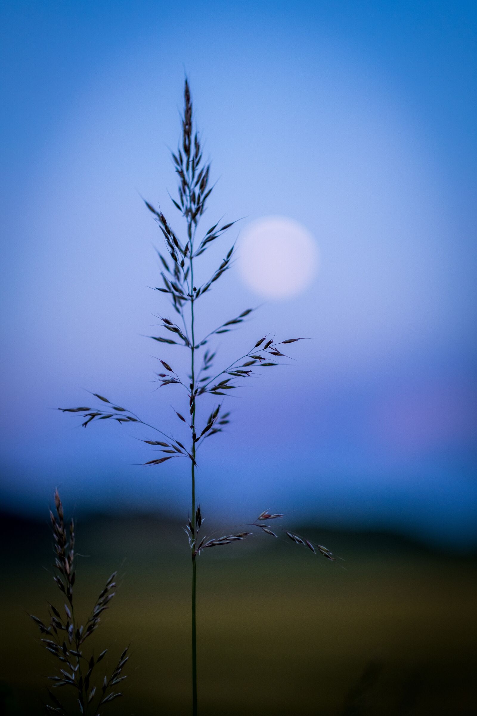 Fujifilm X-T2 + Fujifilm XF 56mm F1.2 R sample photo. Grass, grasses, bud photography