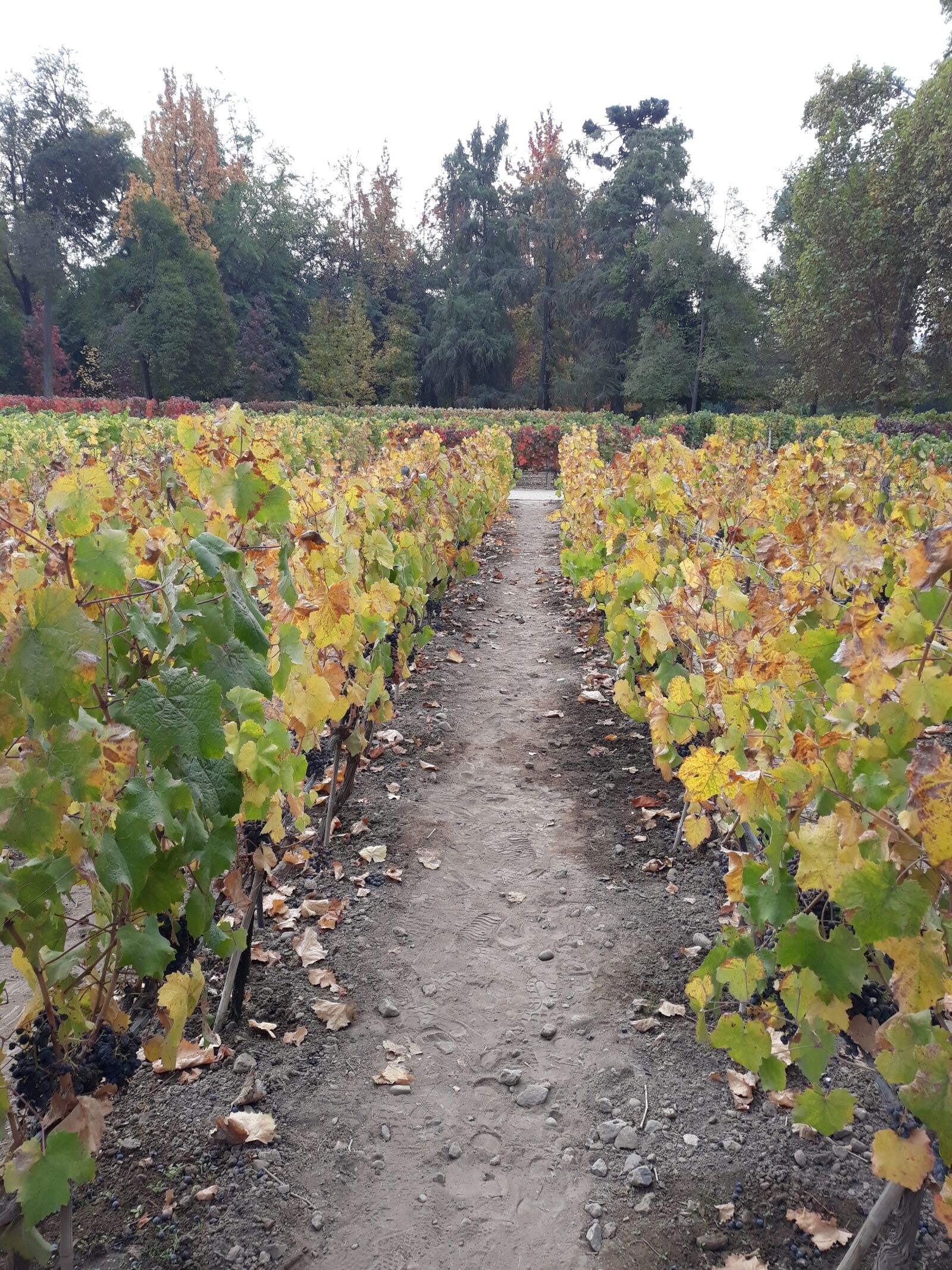 Samsung Galaxy J7 Pro sample photo. Uva, vine, wine photography