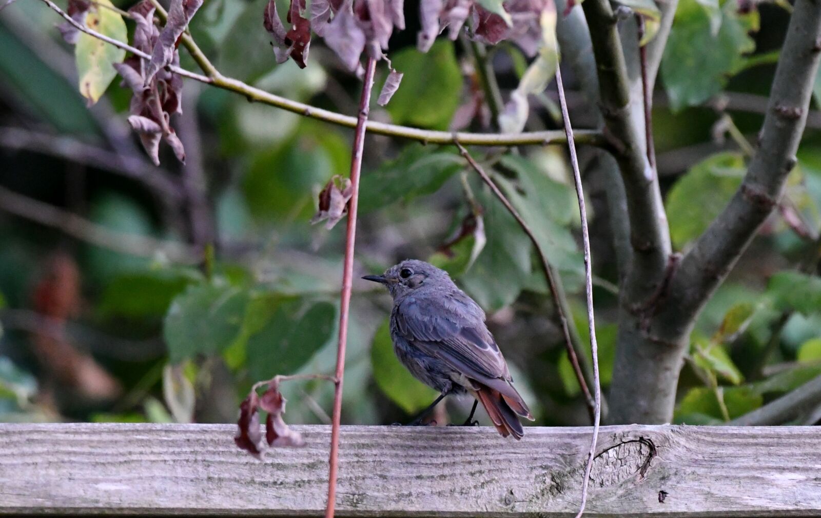 Nikon D500 sample photo. Redstart, bird, nature photography