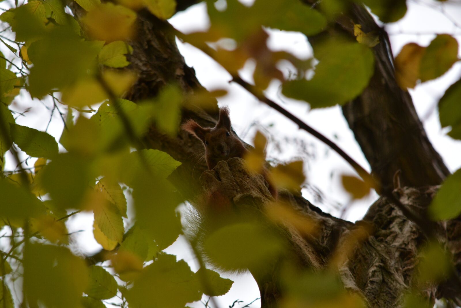 Nikon D5200 sample photo. Squirrel, crown, kuckkuck photography