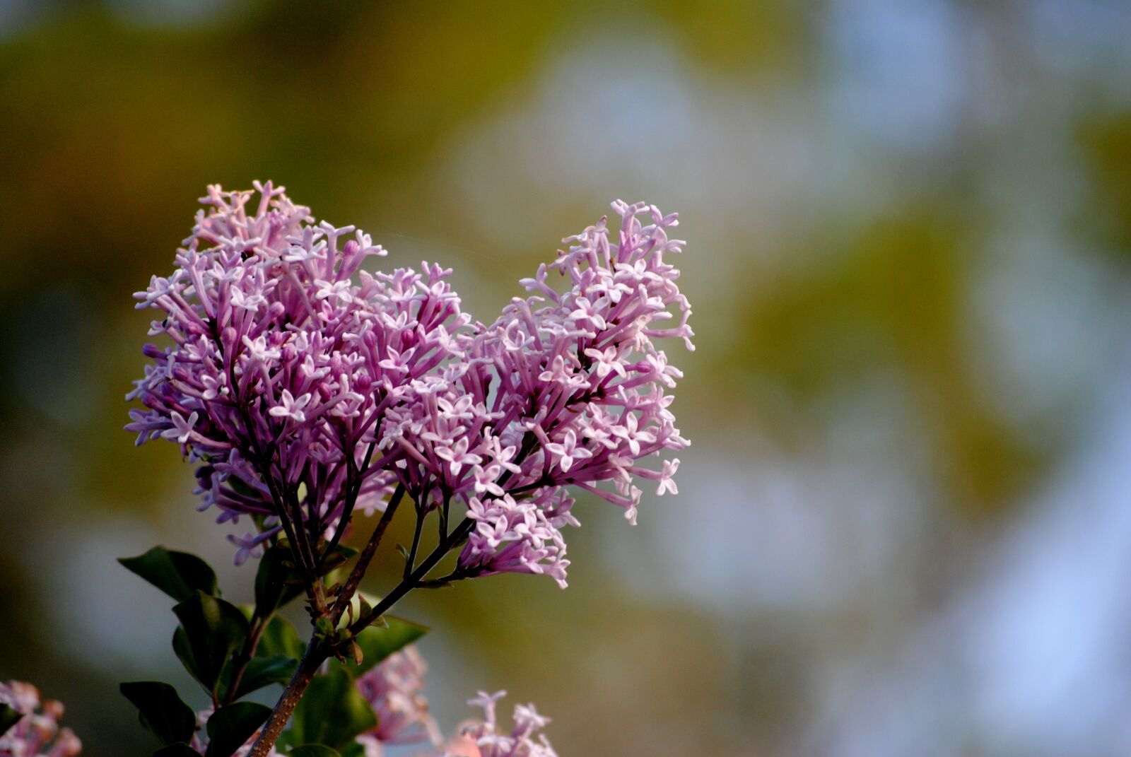 Nikon D3000 sample photo. Flowers, spring, sky photography
