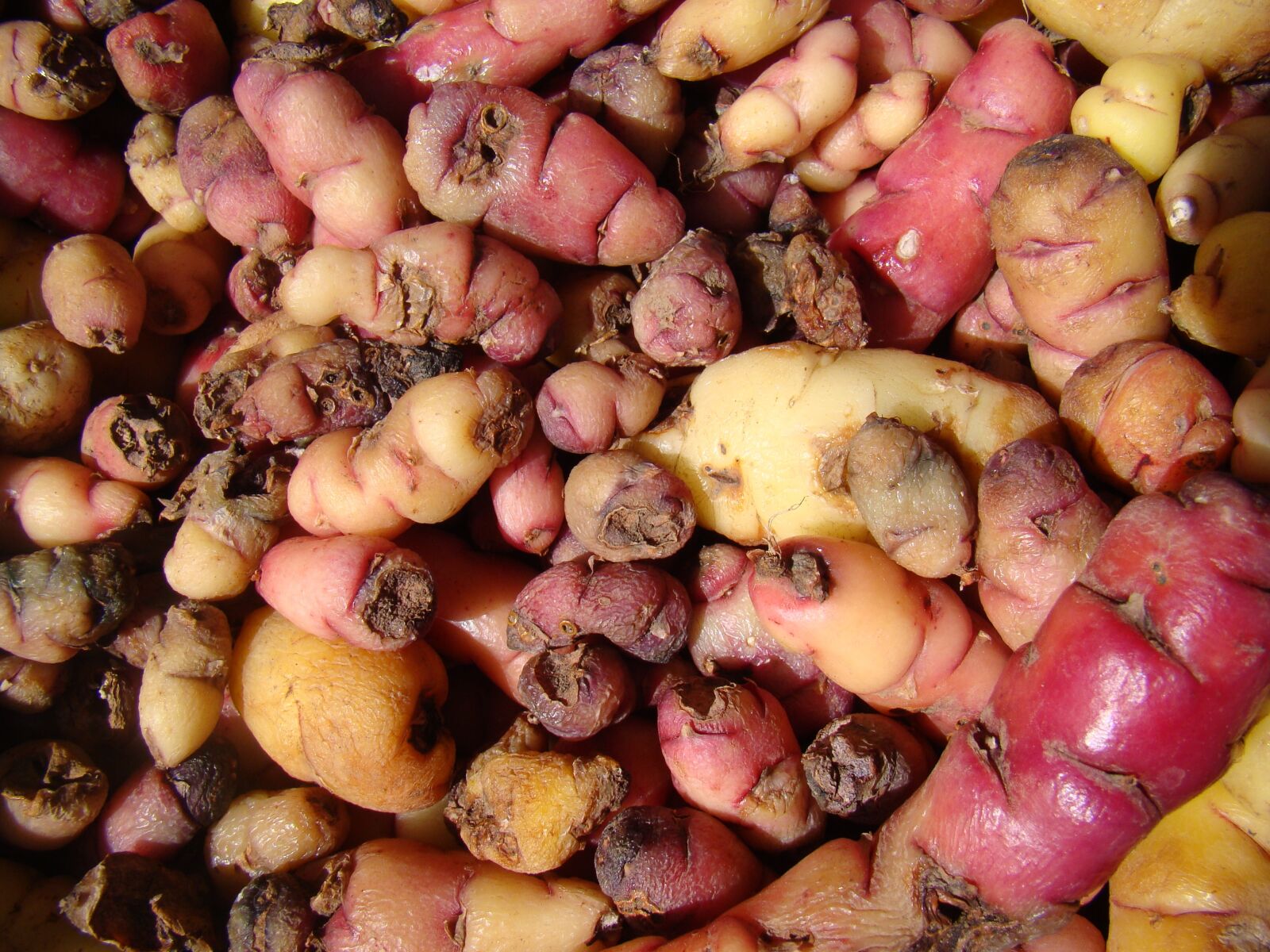 Sony Cyber-shot DSC-H50 sample photo. Potatoes, colorful, fresh photography